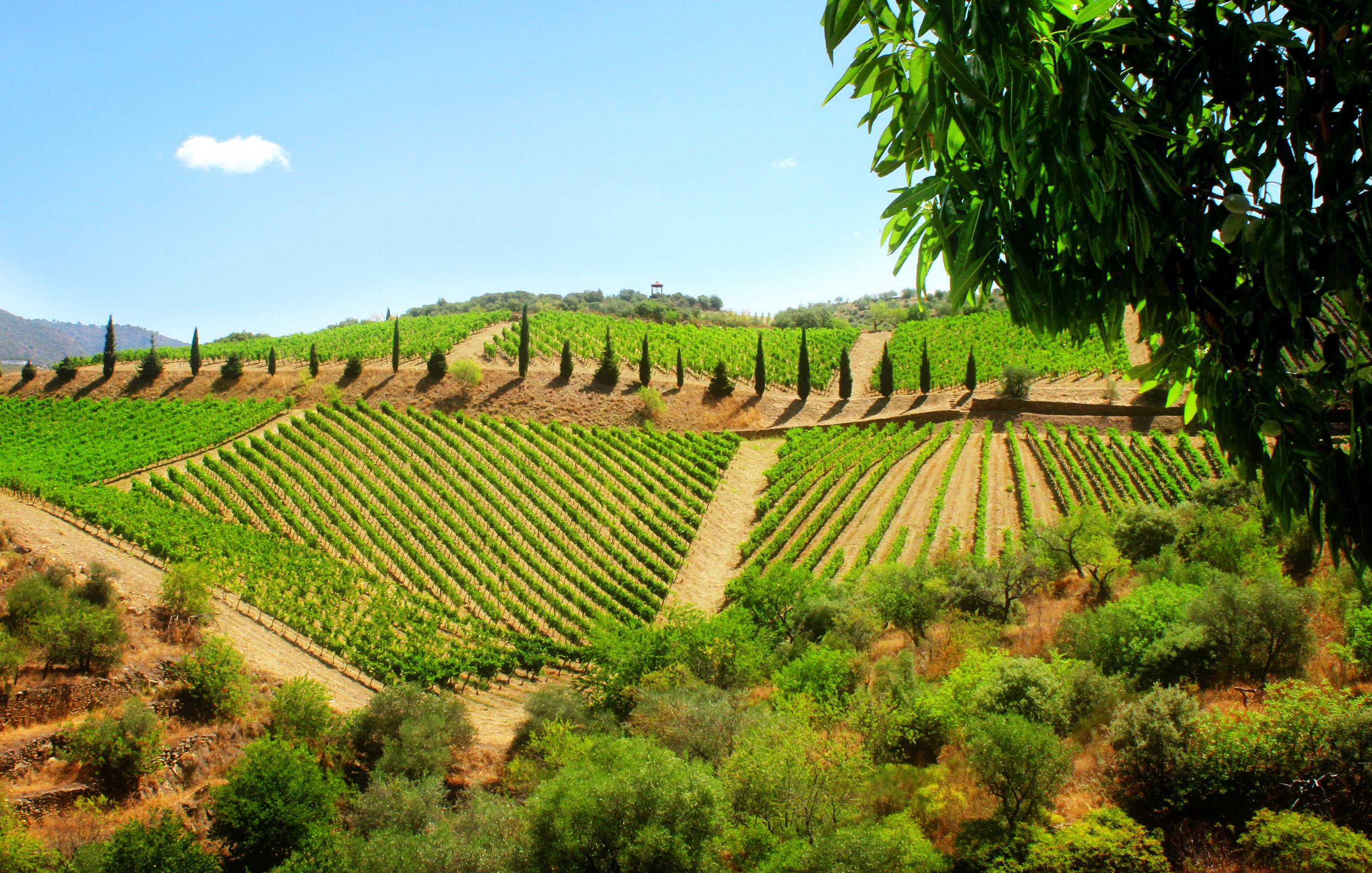 Vineyard in the douro valley - quinta de vargellas photo
