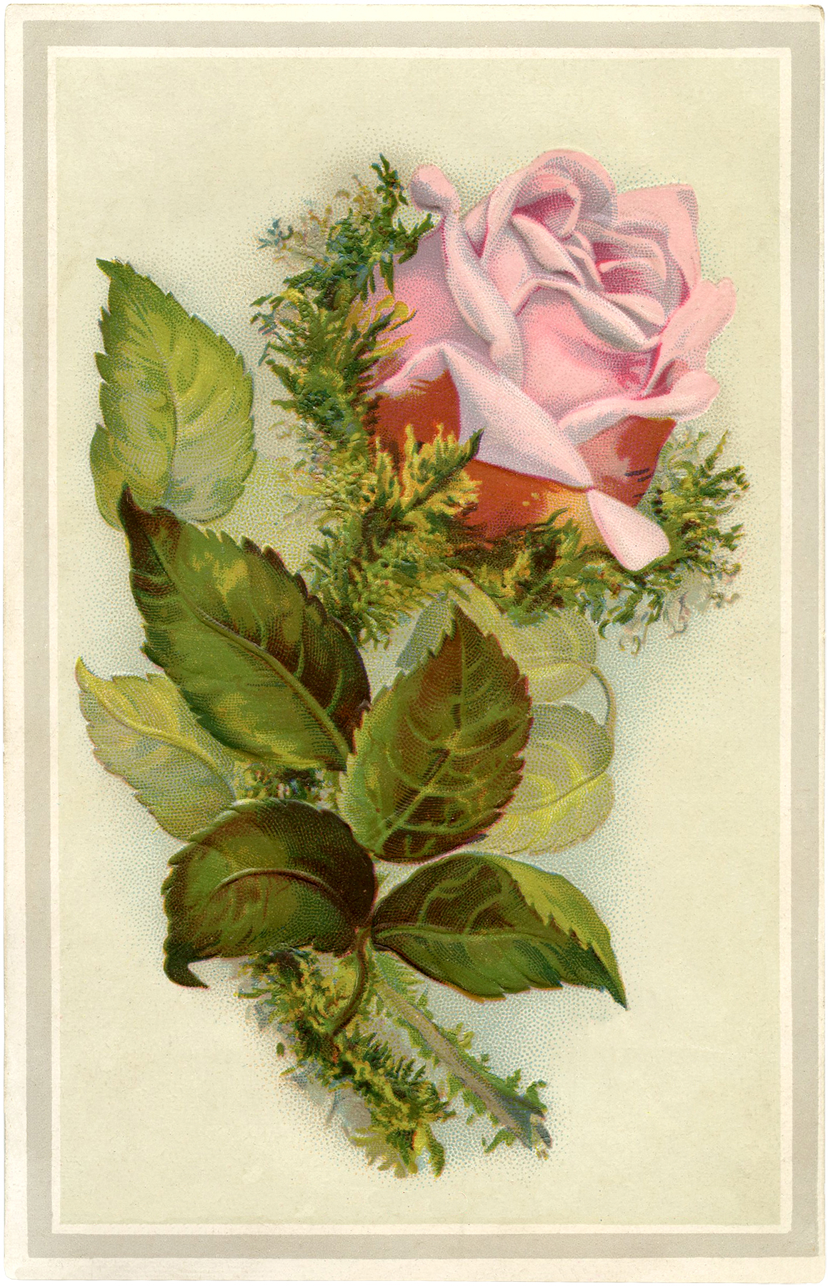 Gorgeous Vintage Pink Moss Rose Image! - The Graphics Fairy