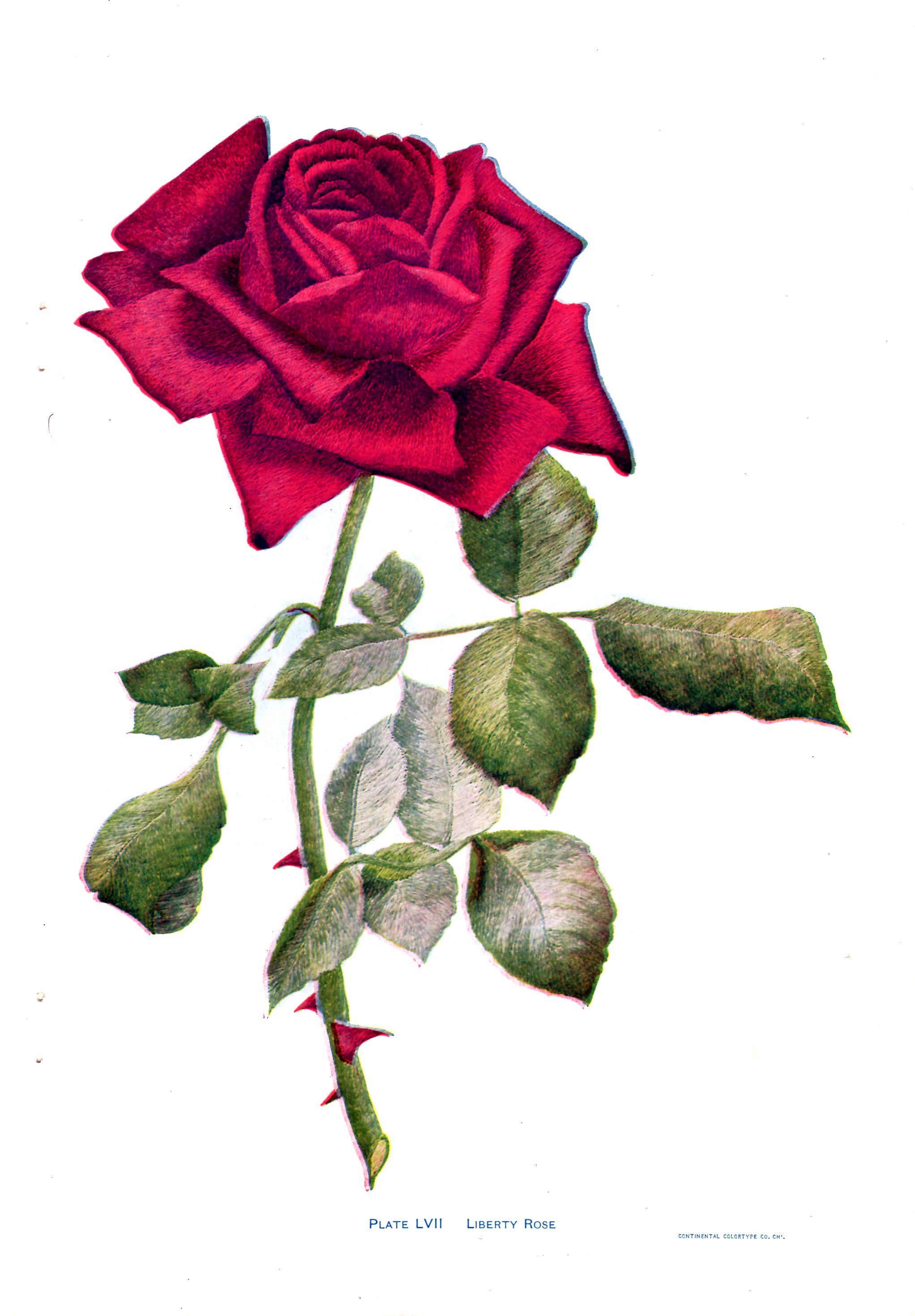 Vintage Flower Embroidery Pattern - A Red Rose - Vintage Crafts and More