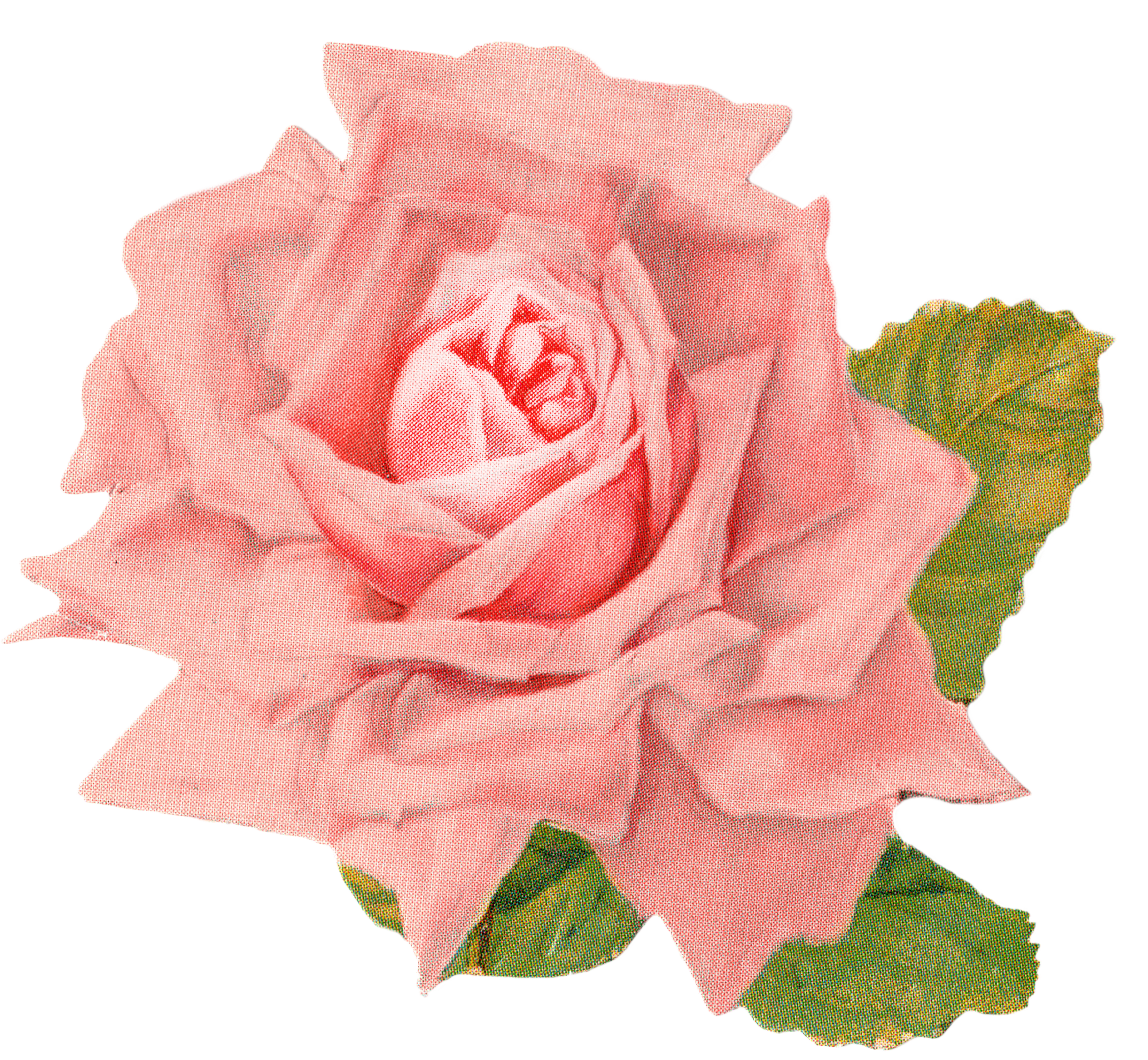 Beautiful Vintage Rose Clip Art - Free Pretty Things For You