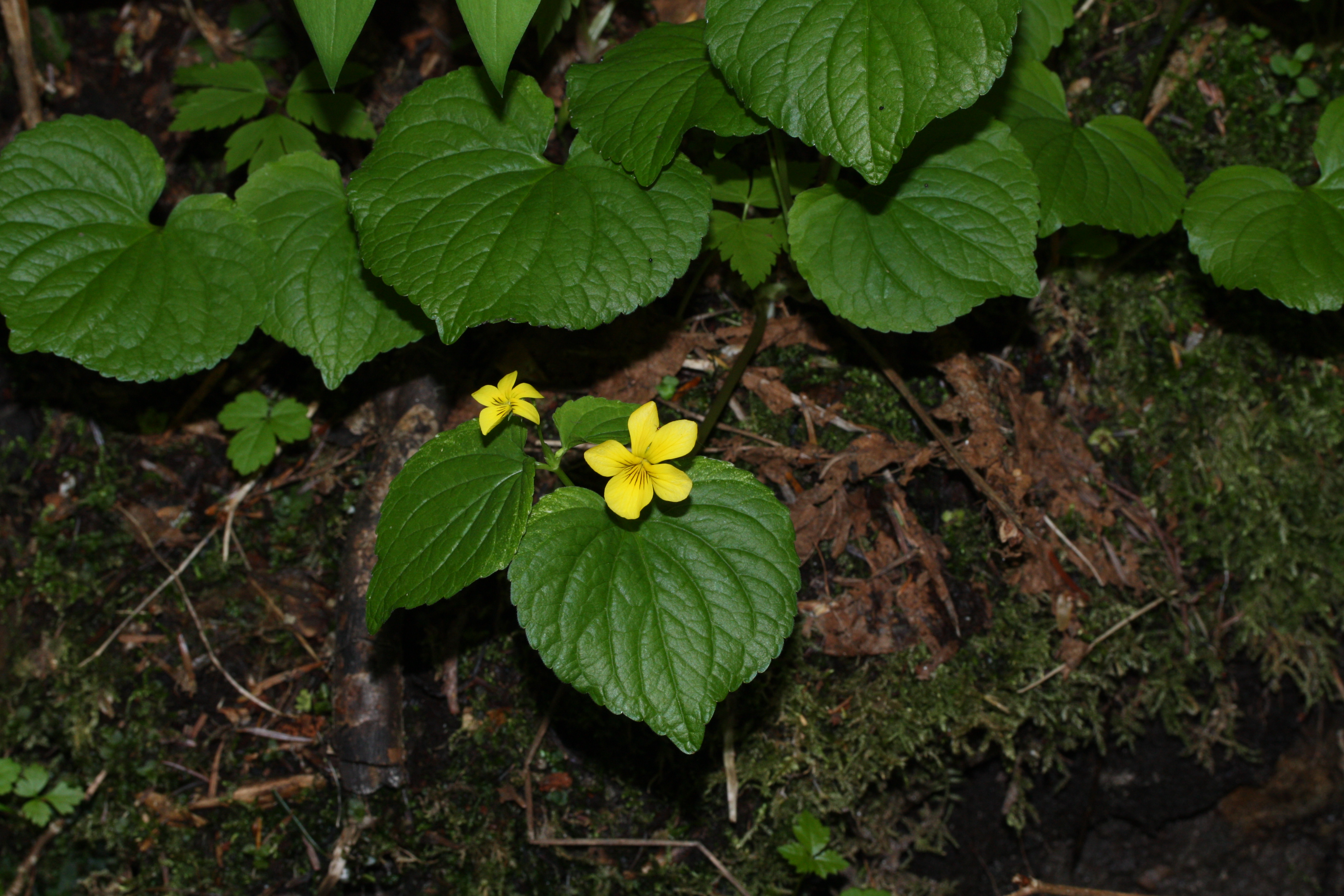 File:Viola glabella 9299.JPG - Wikimedia Commons
