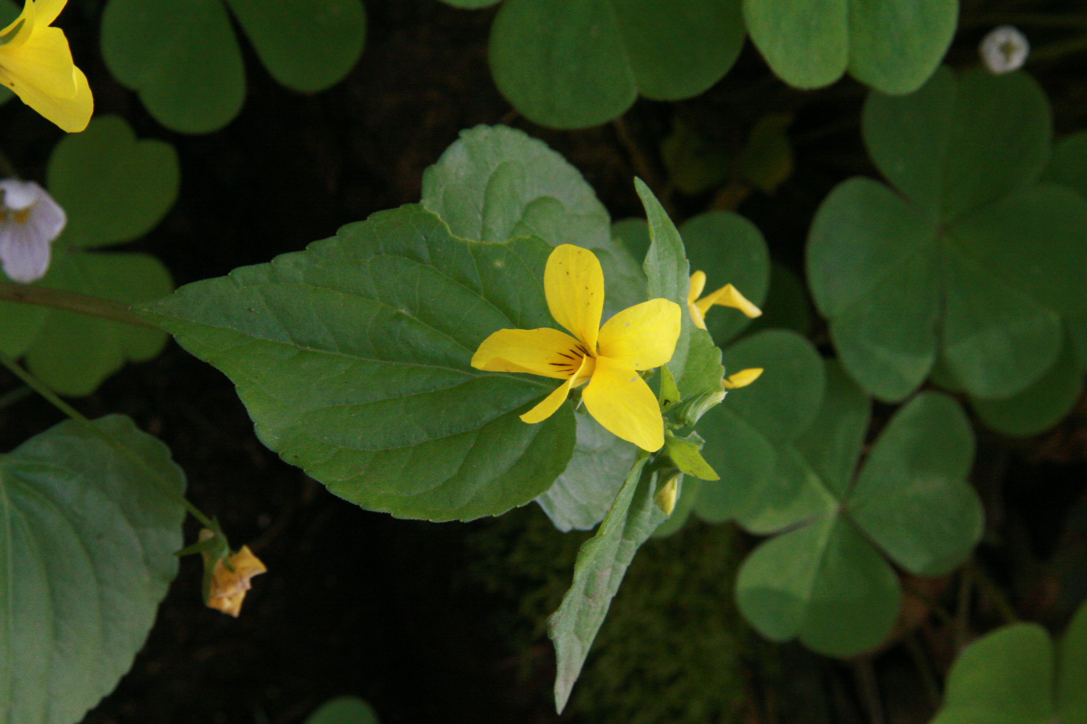 The Wild Garden: Hansen's Northwest Native Plant Database