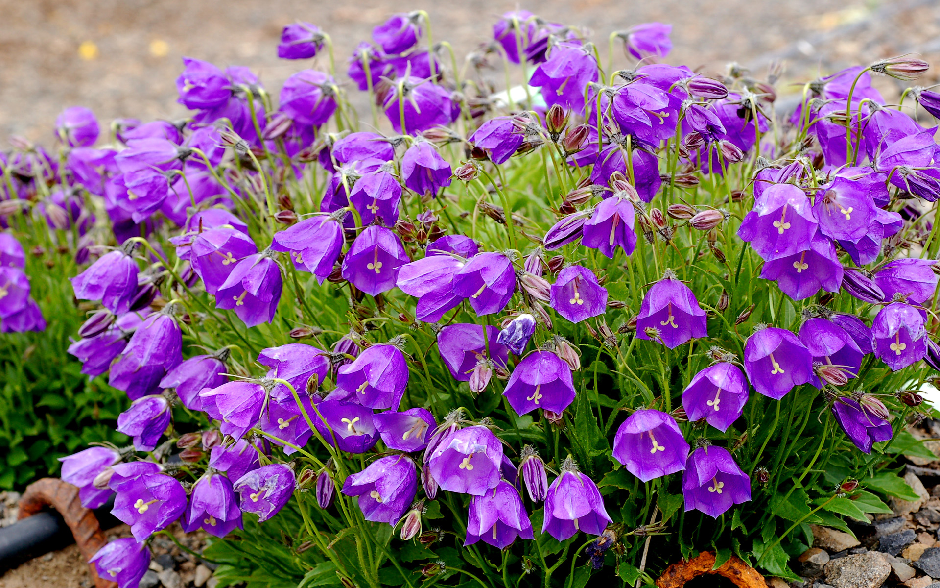 Campanula Violet Bells Flowers Garden House Plants Widescreen ...