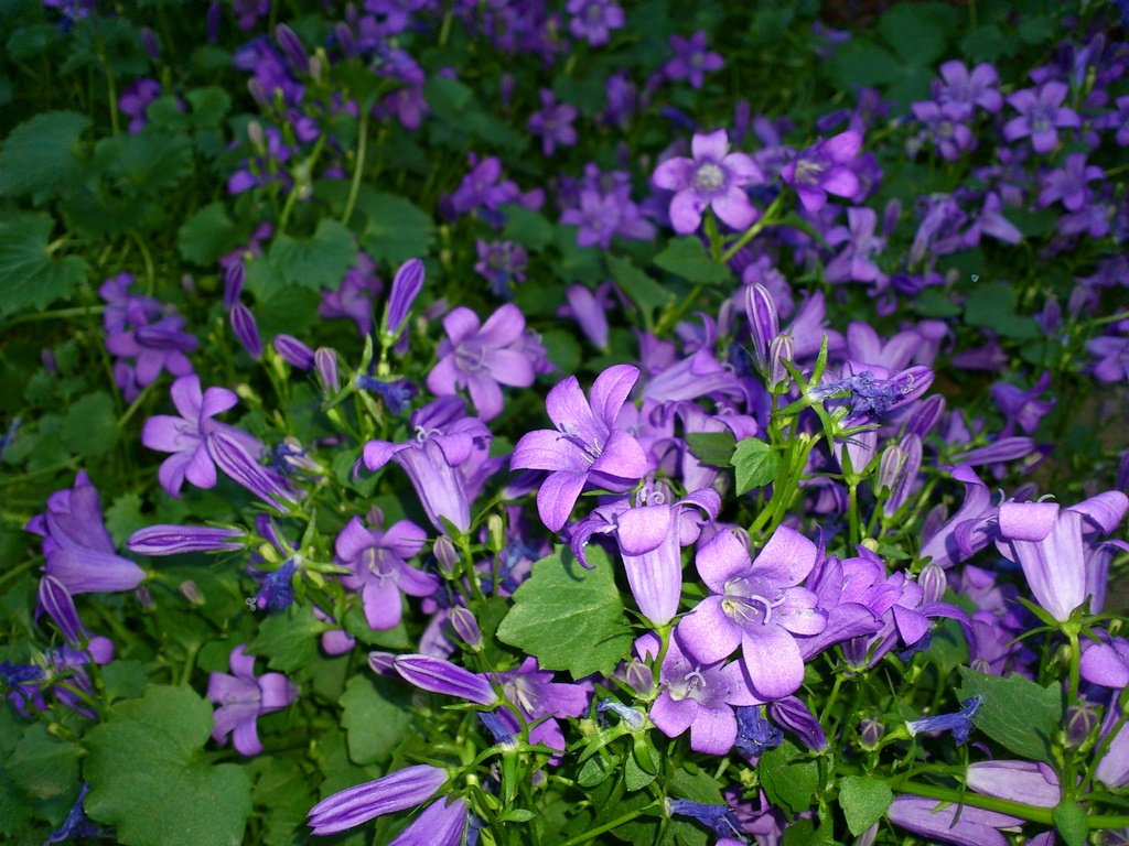 Violet blossom photo