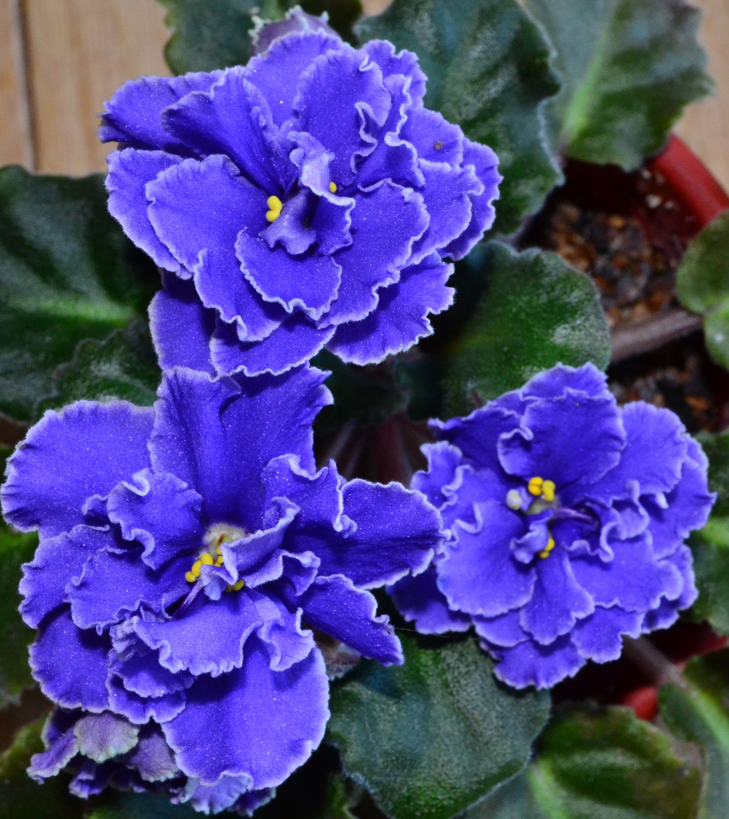 Blueberry Mint Standard African Violet Flowers, Beautiful ...
