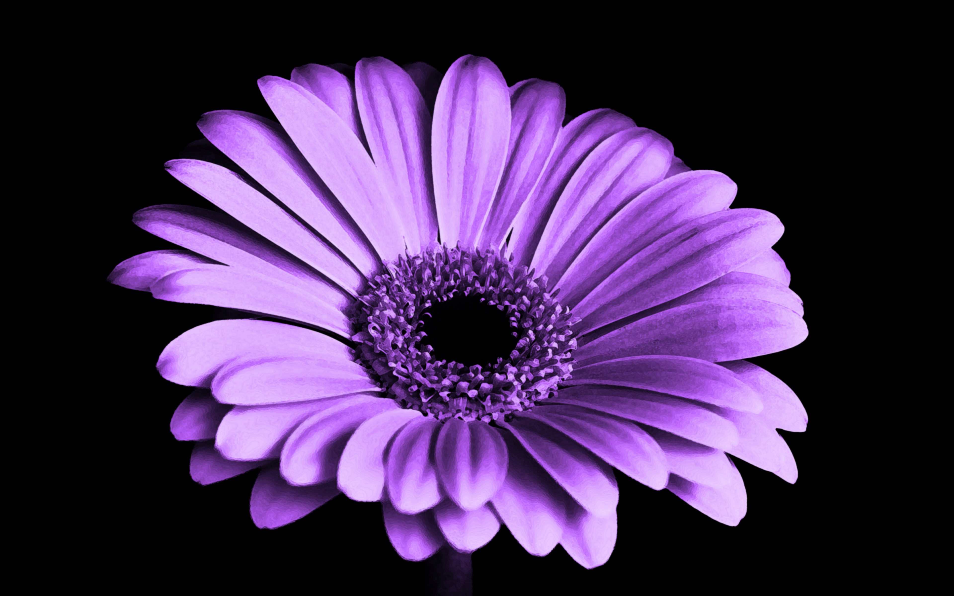Violet Daisy Flower 4K Wallpapers | HD Wallpapers | ID #21179