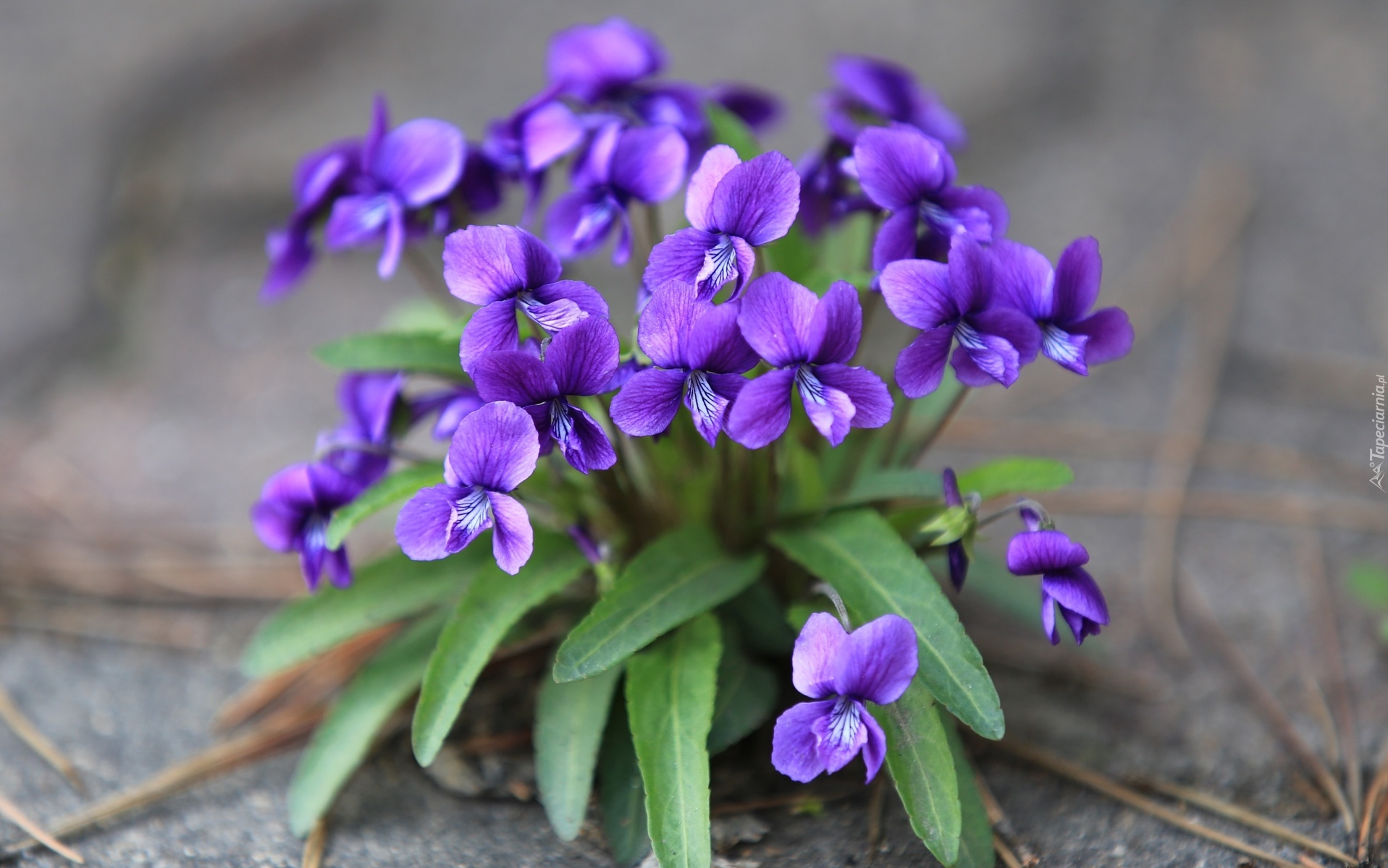 February Birth Flower: The Violet