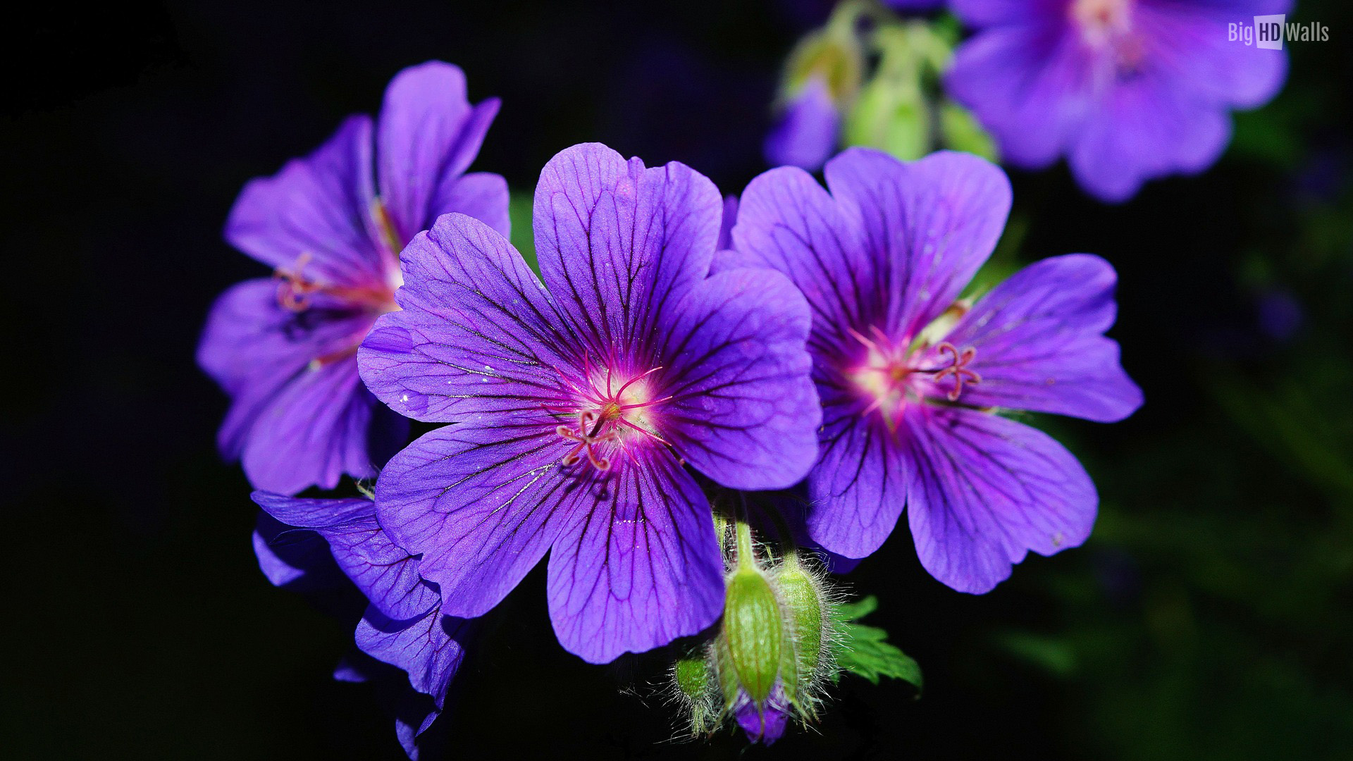 Violet flowers HD Wallpaper | BigHDWalls