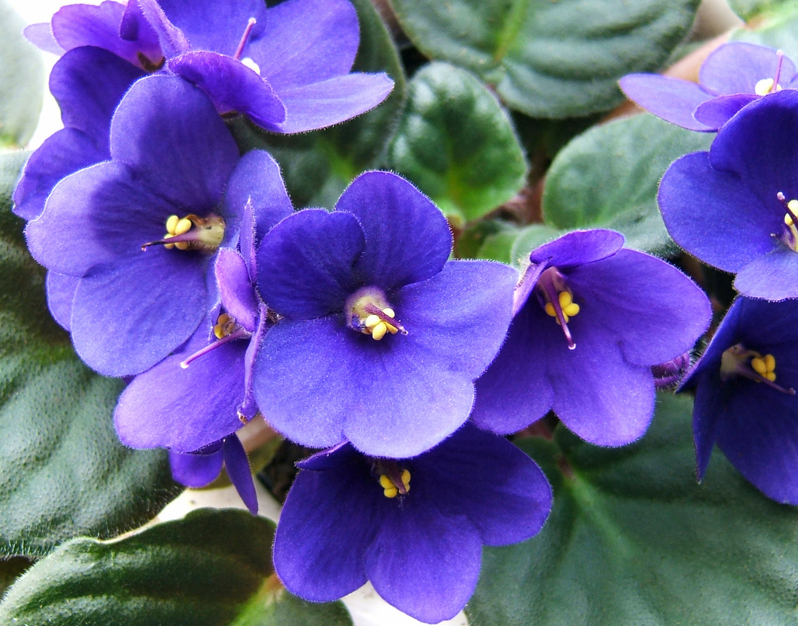 Saintpaulia – African Violet | Auntie Dogma's Garden Spot