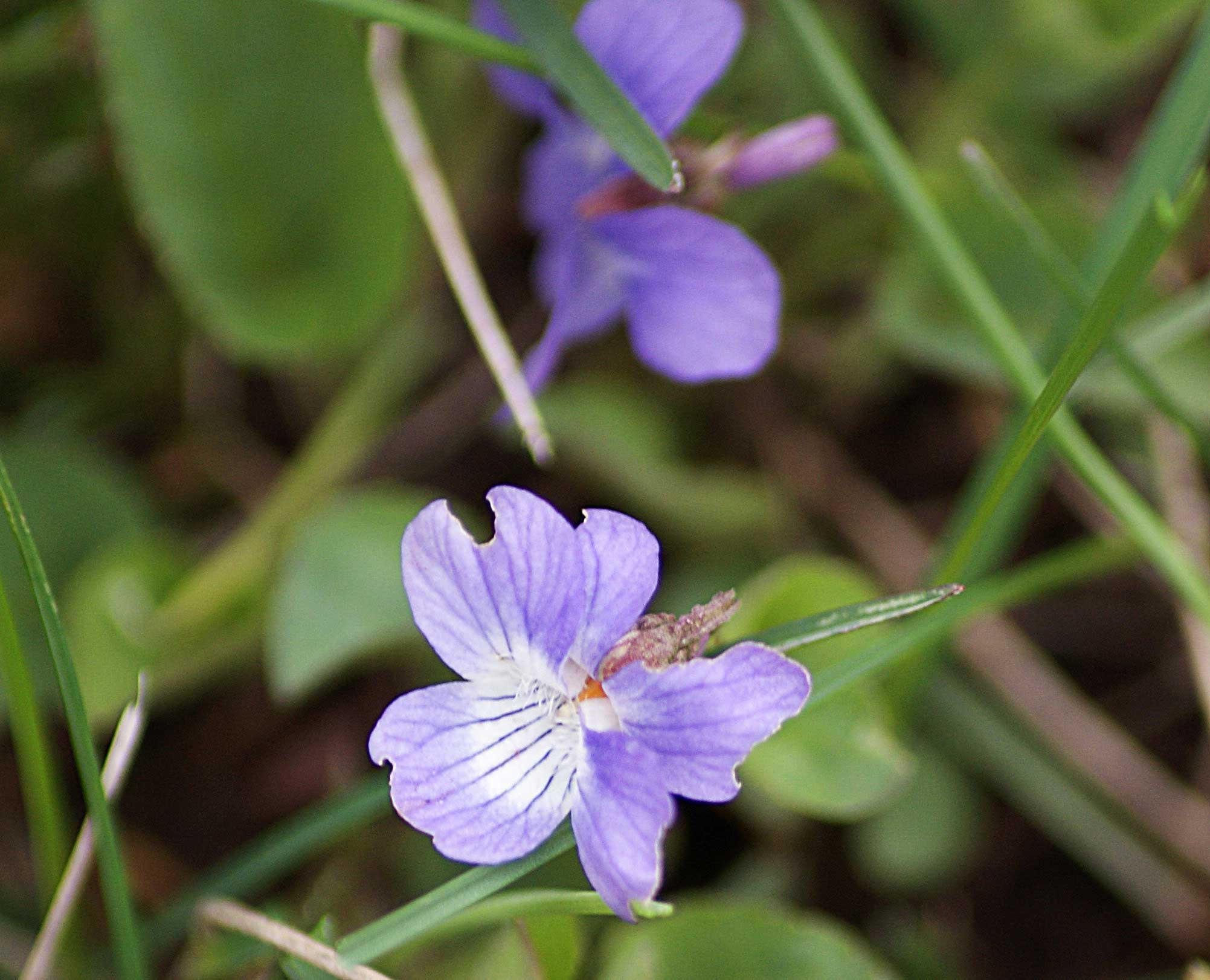 Violet wildflowers photo