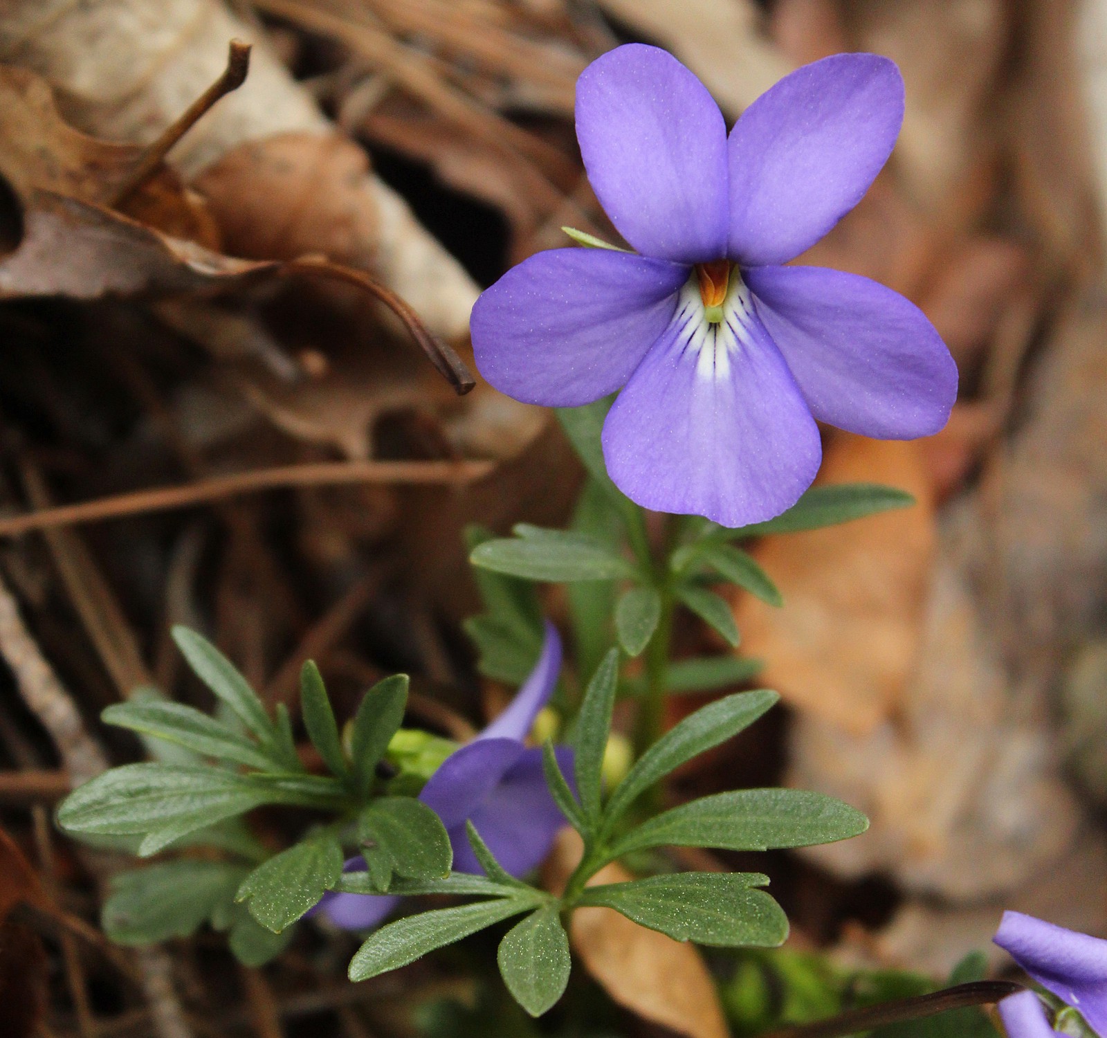 25 of the Most Beautiful Wildflowers in Georgia – The Philipendium ...