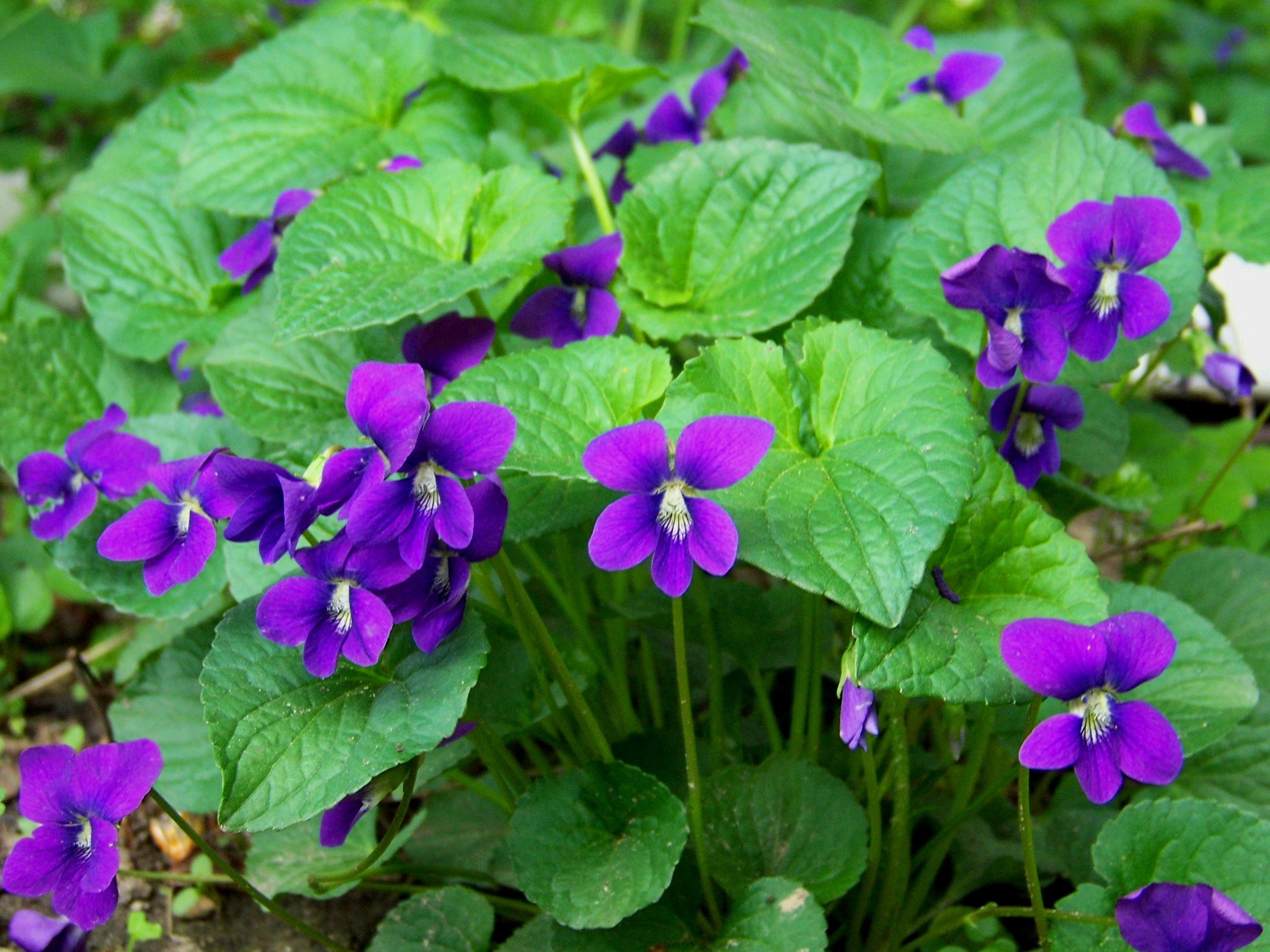 Wild Violets Care – How To Grow Wild Violet Plants | Auntie Dogma's ...