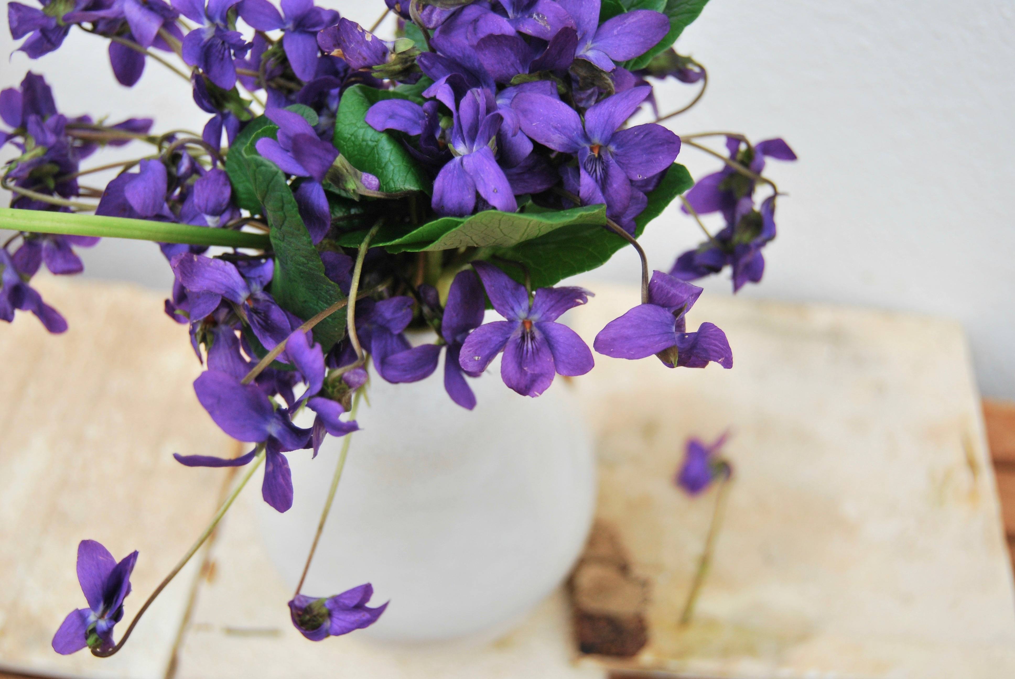 Wild Violets: Rethinking Eliza Doolittle's Favorite Flower - Gardenista