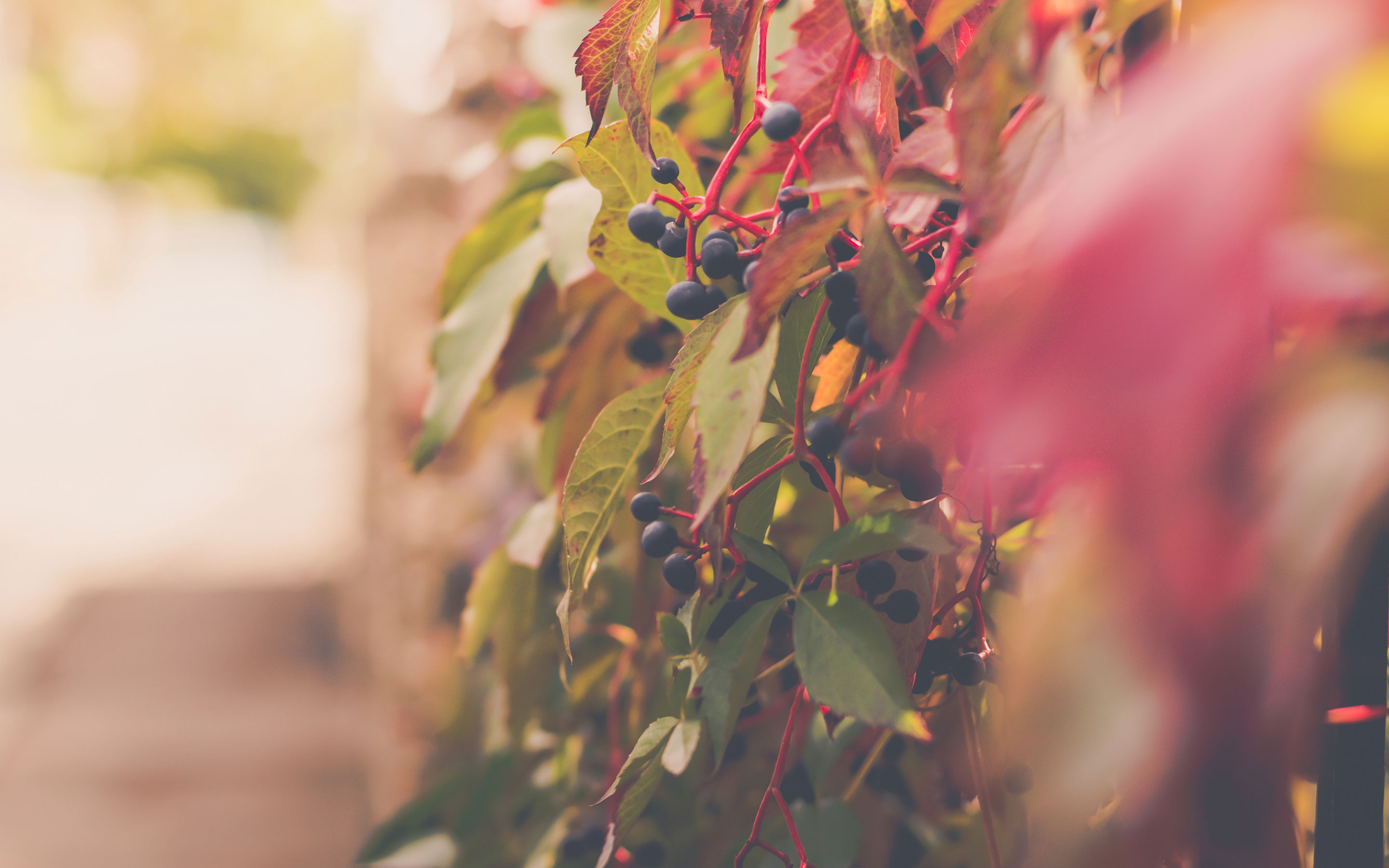 Virginia Creeper Plant with Berries Autumn Stock Photo / ZoomDSLR