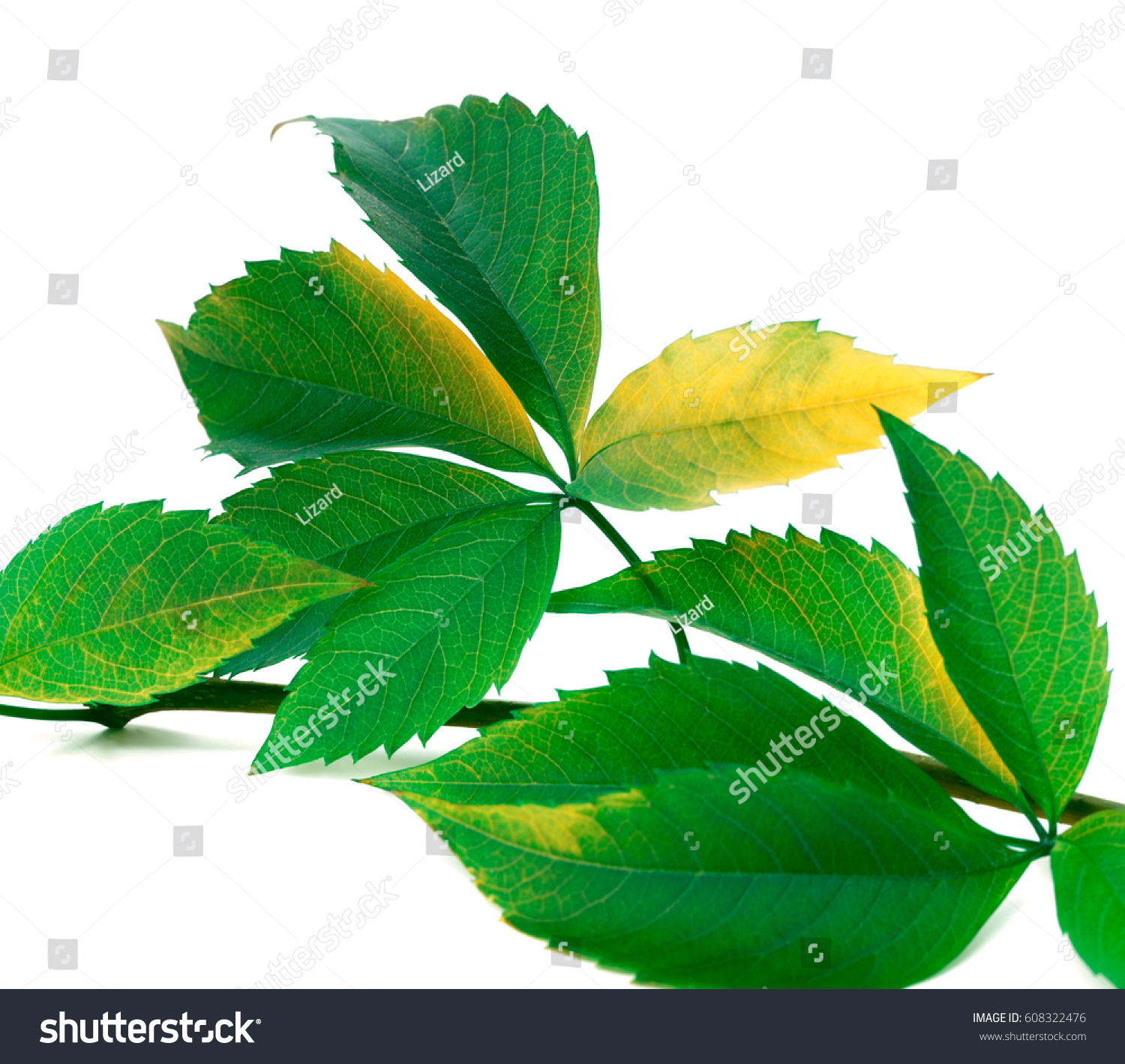 Green Twig Grapes Leaves Virginia Creeper Stock Photo (Royalty Free ...