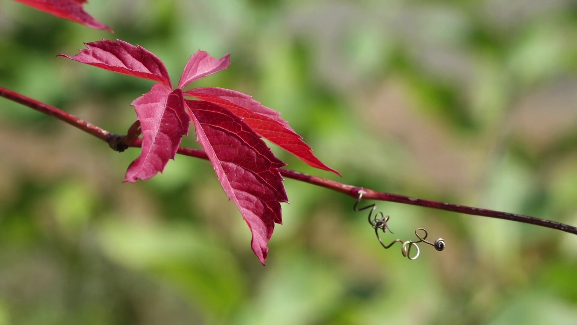 Bright Red Virginia Creeper In The Autumn Stock Video Footage ...