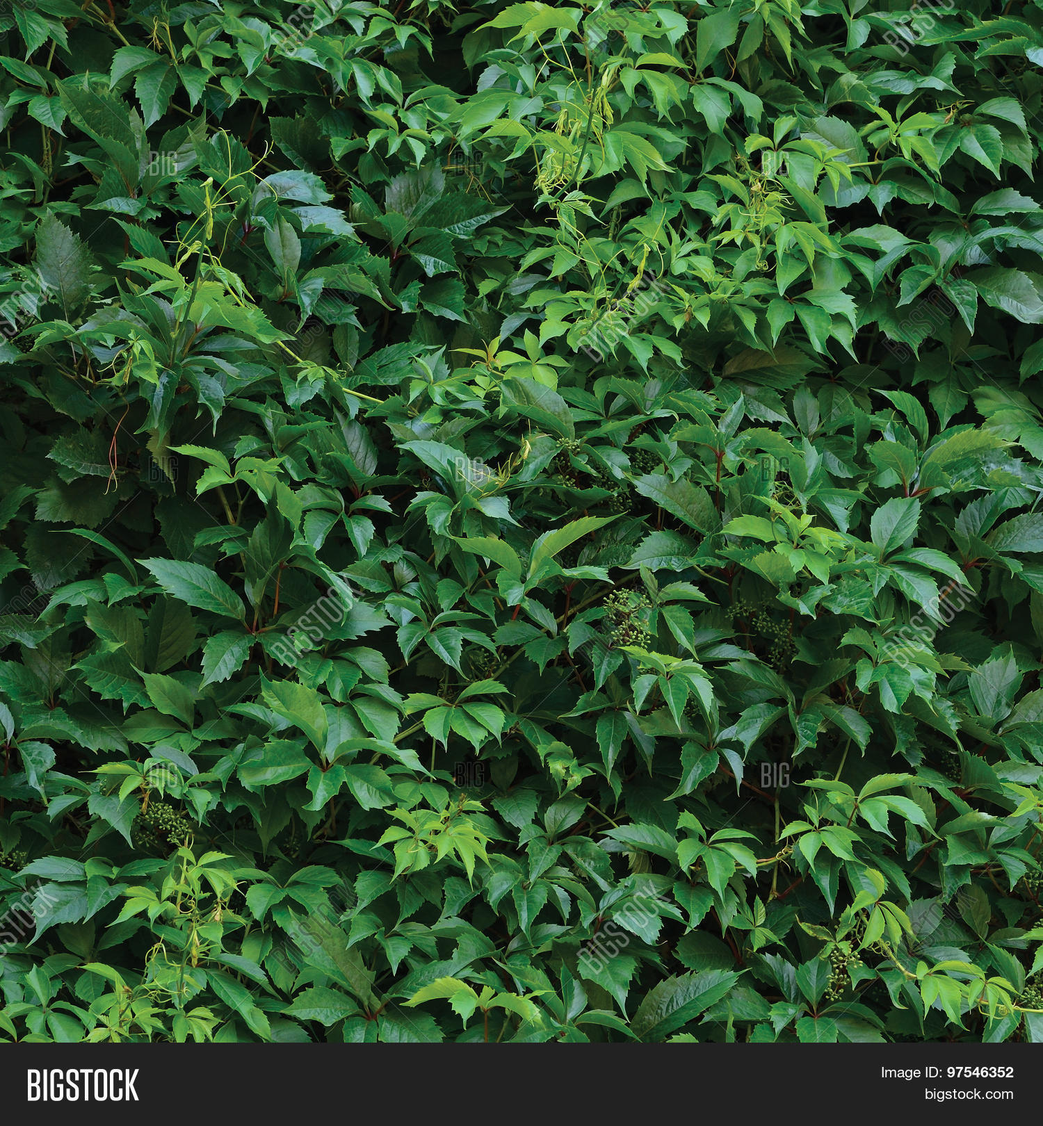 New Virginia Creeper Leaves, Fresh Image & Photo | Bigstock