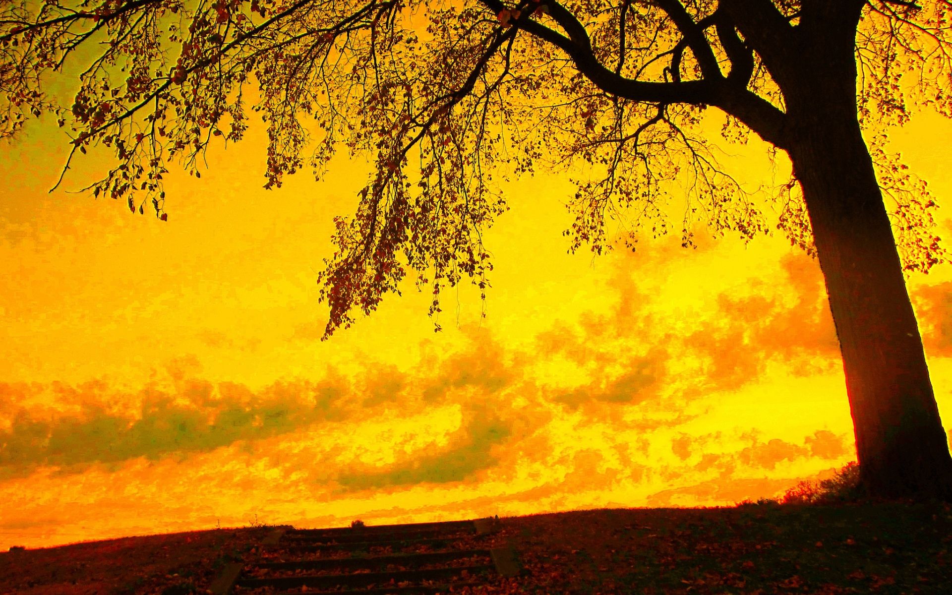 Autumn tree sky yellow background walls | Yellow | Pinterest ...