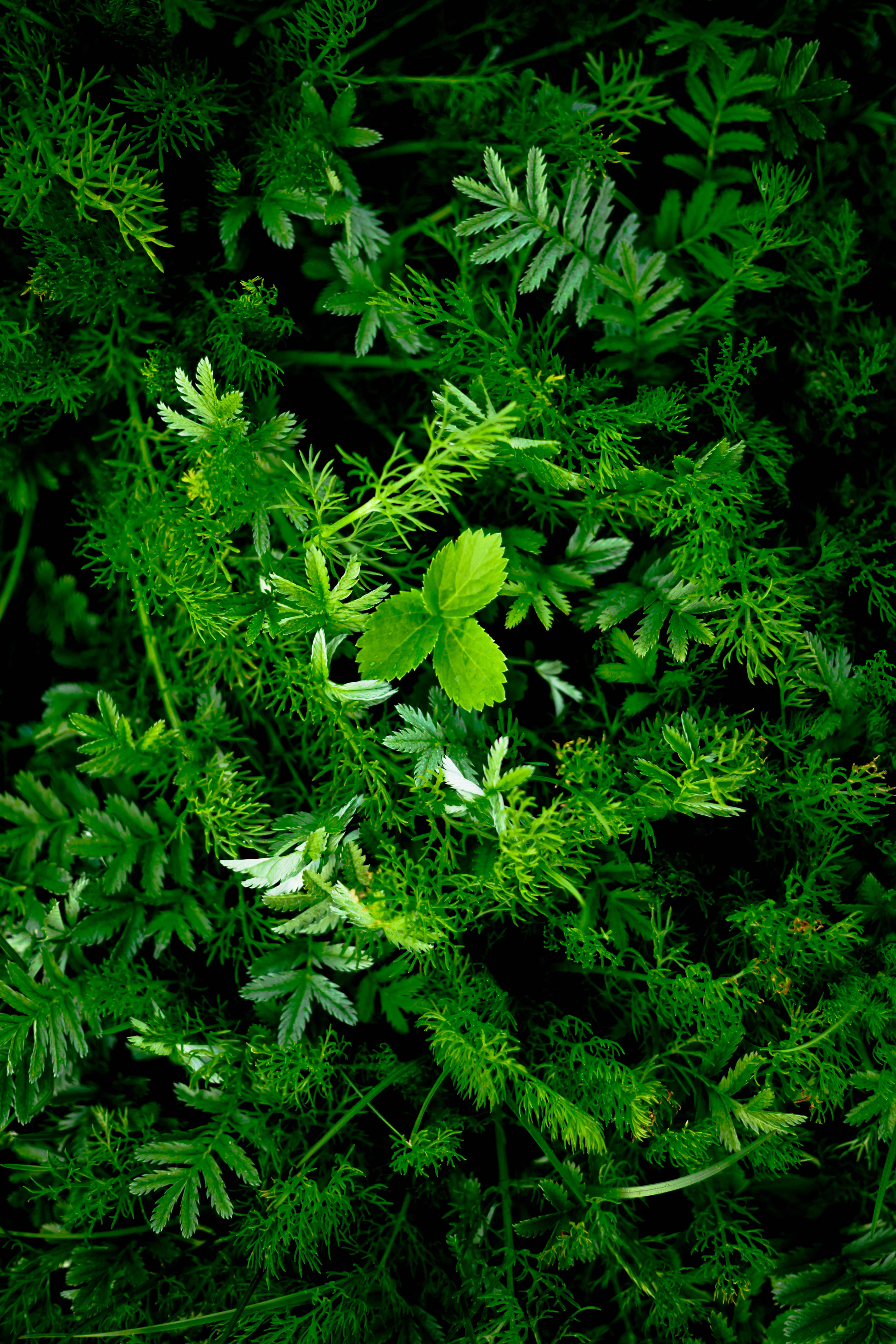 Vivid green plants photo