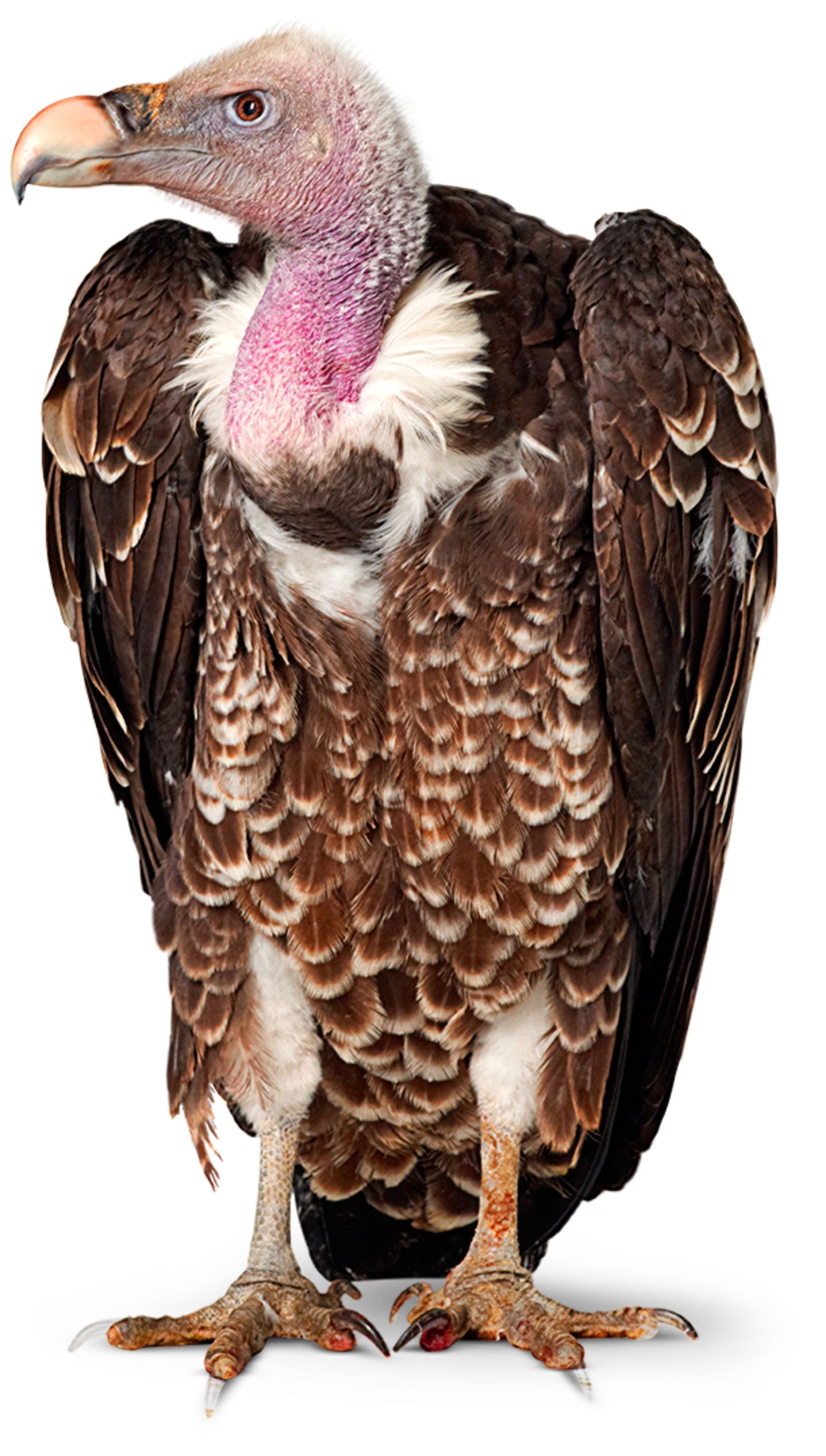 Vulture Birds | Vulture Facts for Kids | DK Find Out