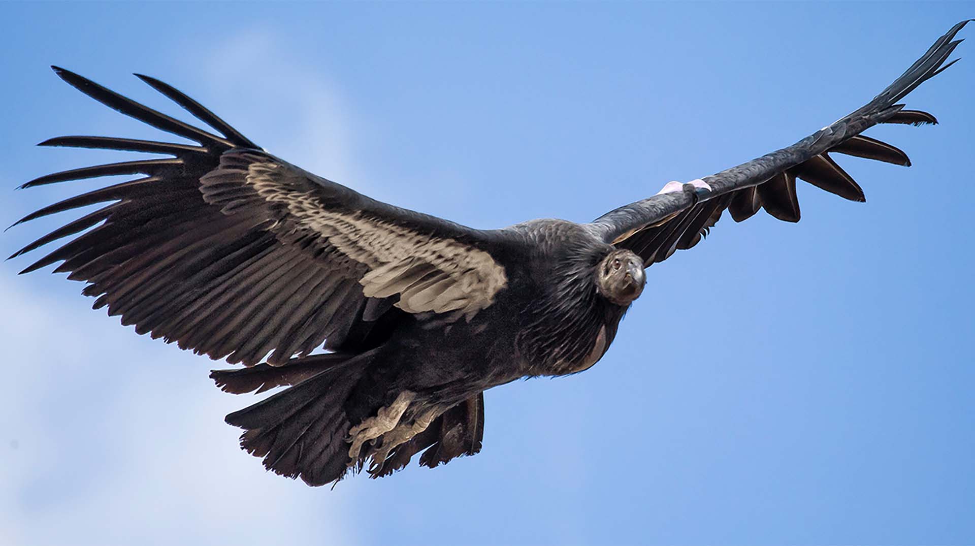 Vulture | San Diego Zoo Animals & Plants