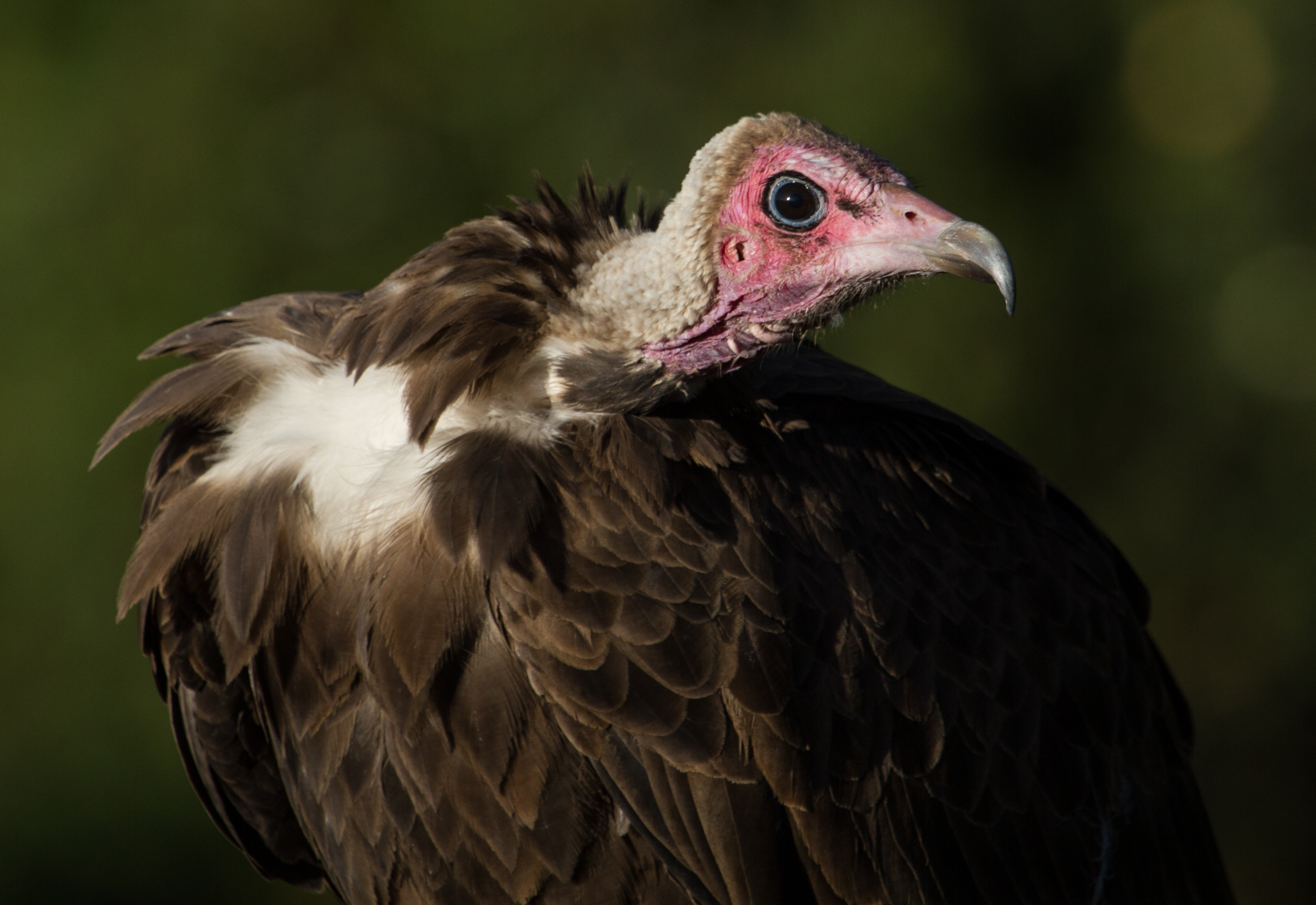 Why vultures matter – and what we lose if they're gone | UNews