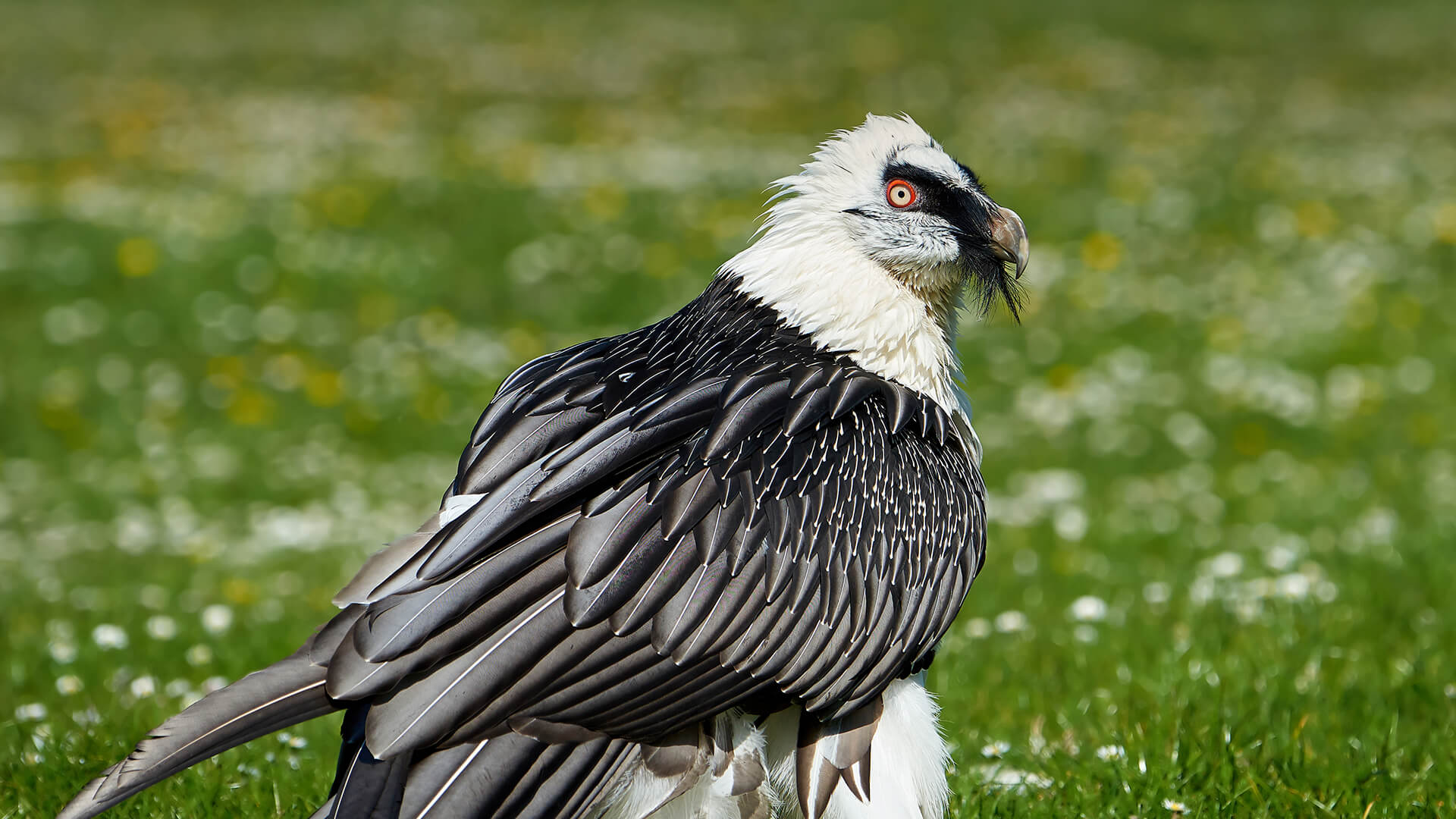Vulture | San Diego Zoo Animals & Plants