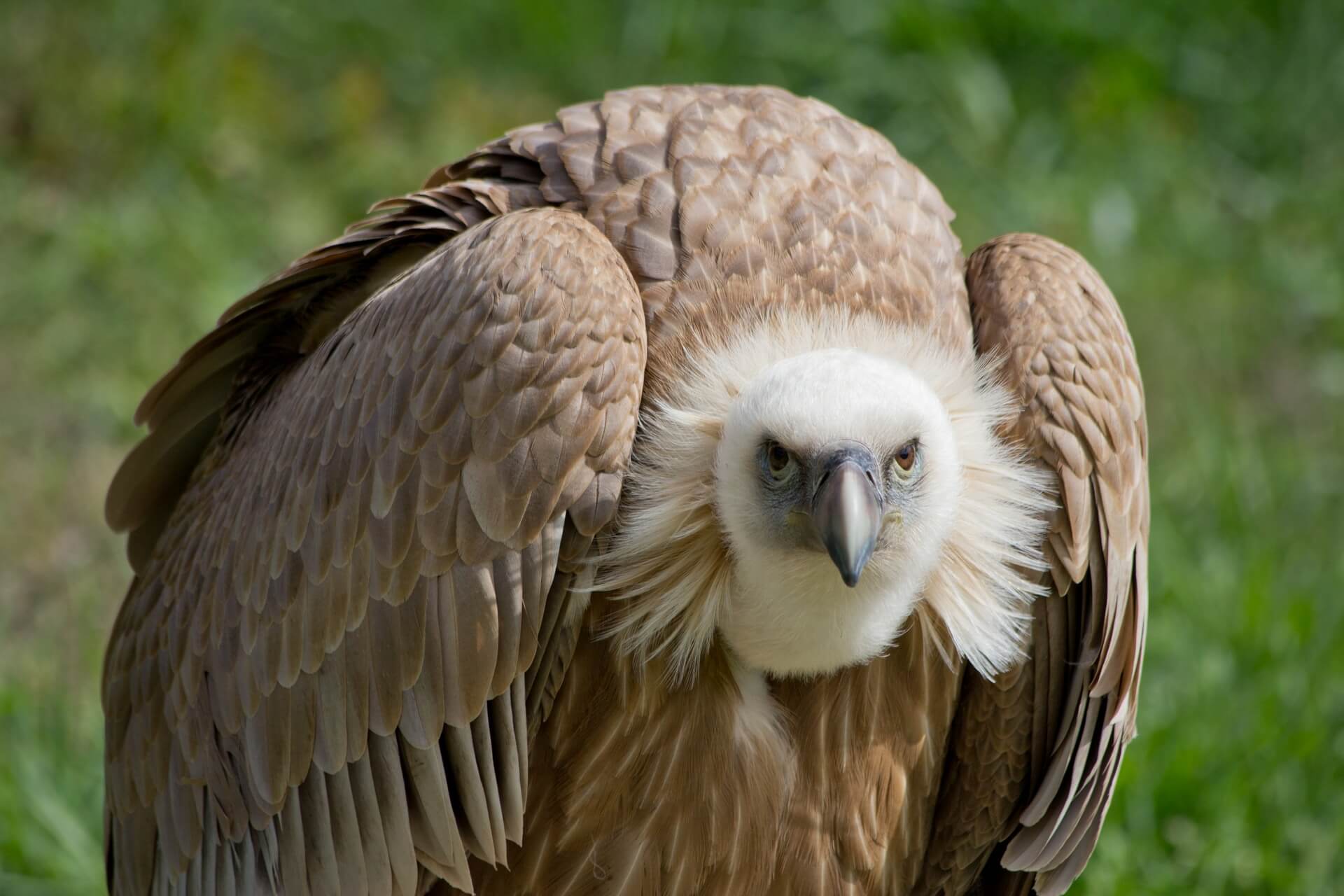 Saving Africa's Vultures | BirdLife