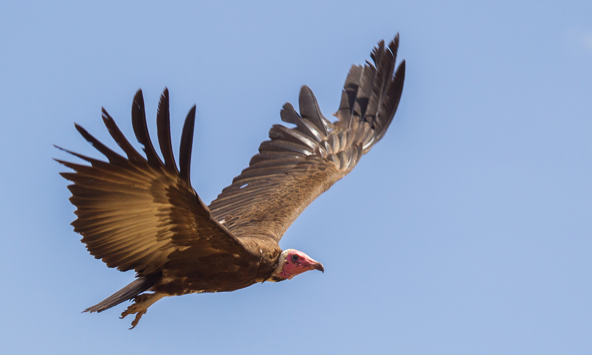Why is it a bad idea to scare a vulture? | HowStuffWorks