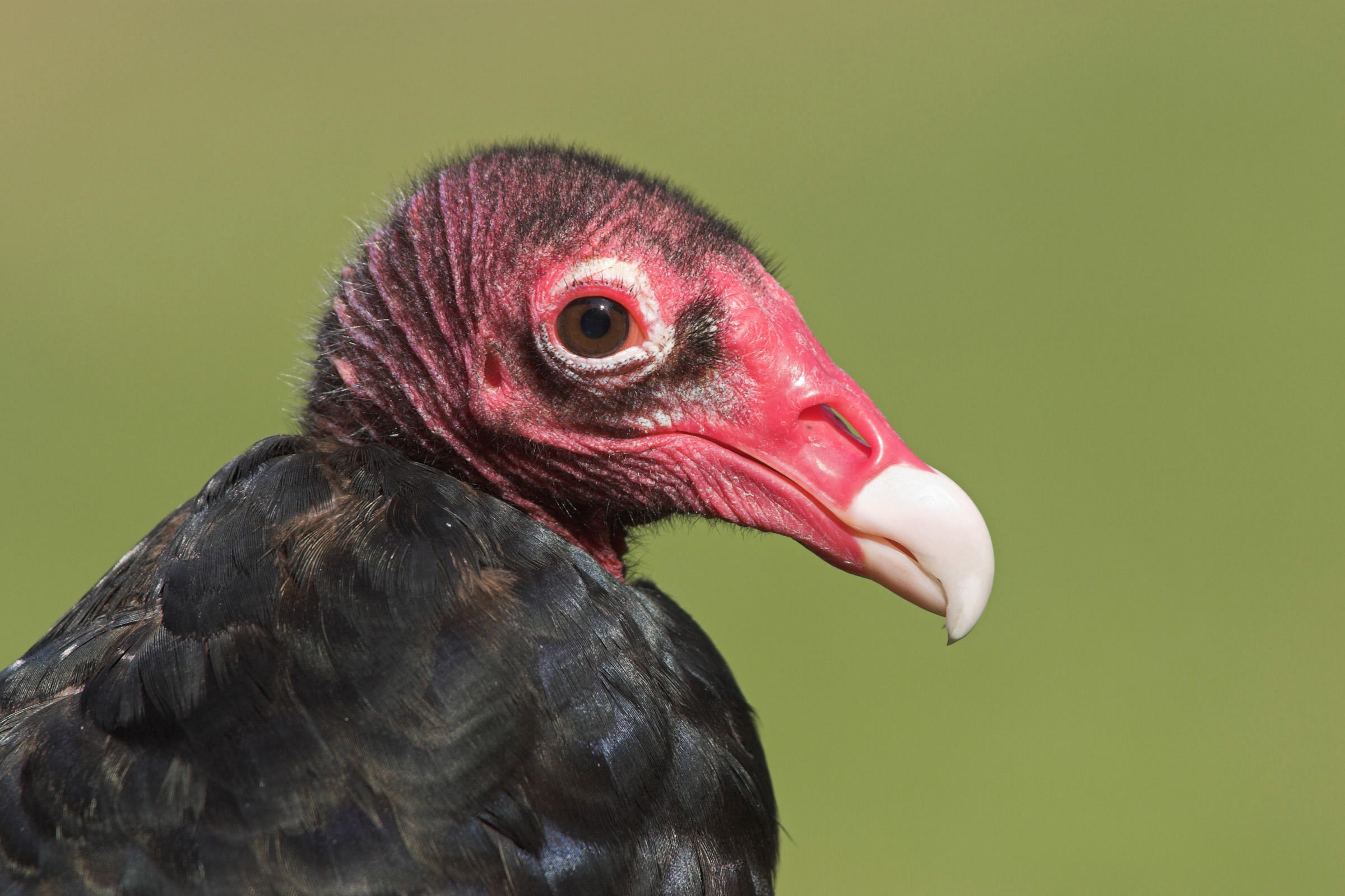 Turkey Vulture | Audubon Field Guide