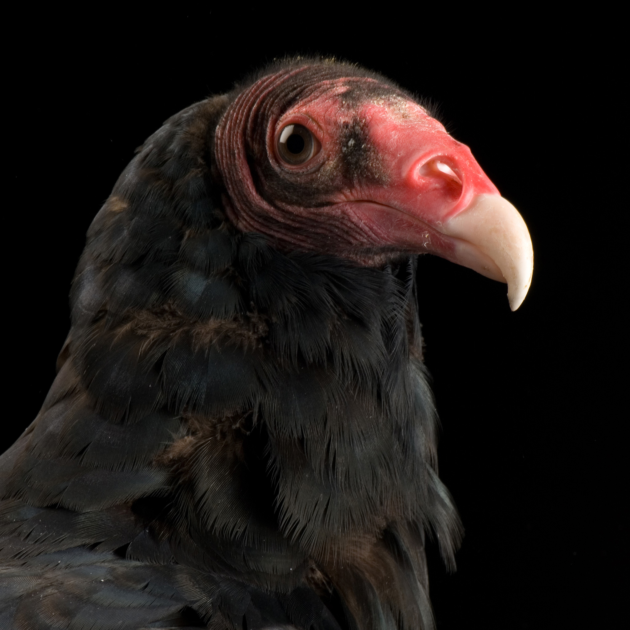 Turkey Vulture | National Geographic