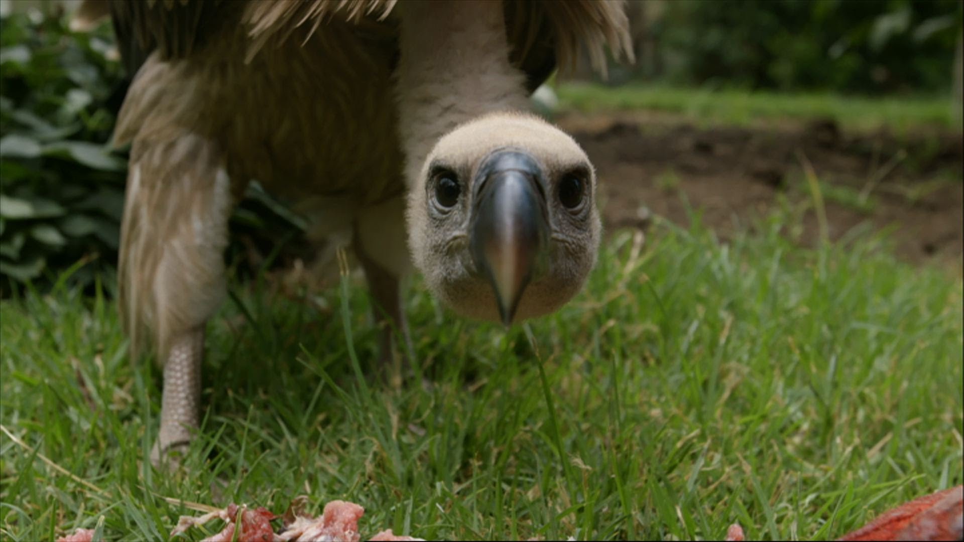 Feeding a Vulture - Vultures: Beauty in the Beast - Natural World ...