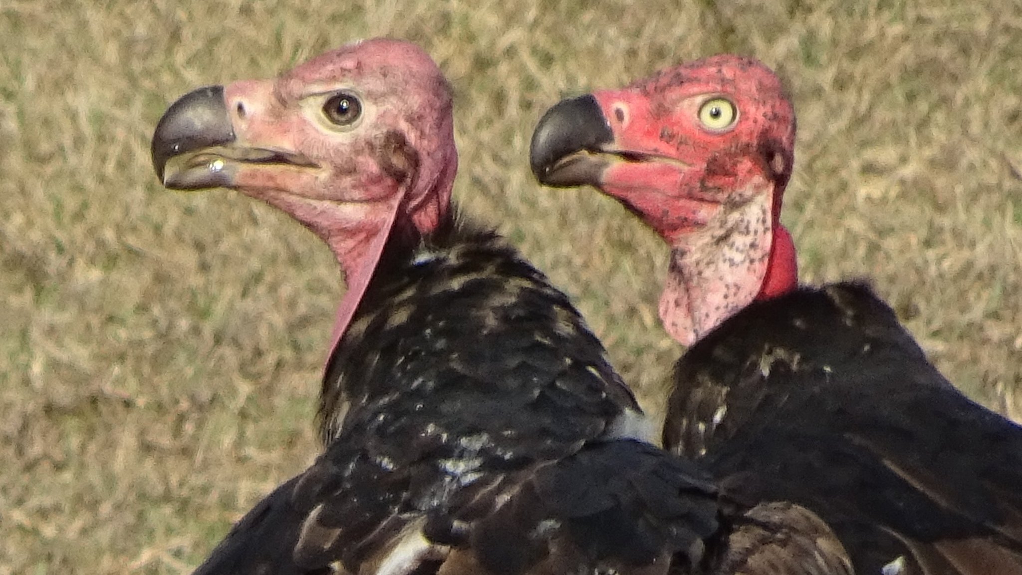 Life and death among India's endangered vultures