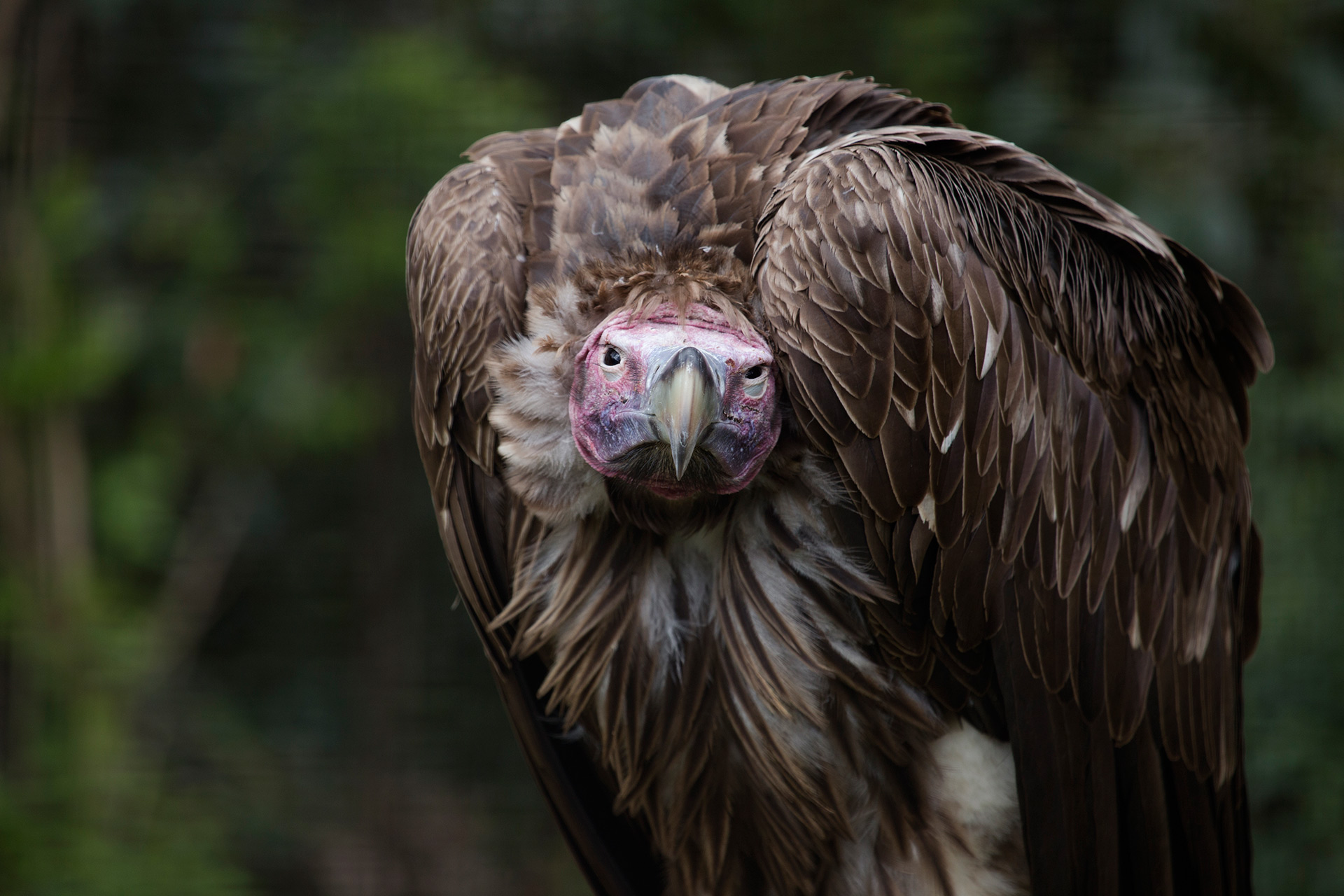 Lappet-faced Vulture - Zoo Atlanta