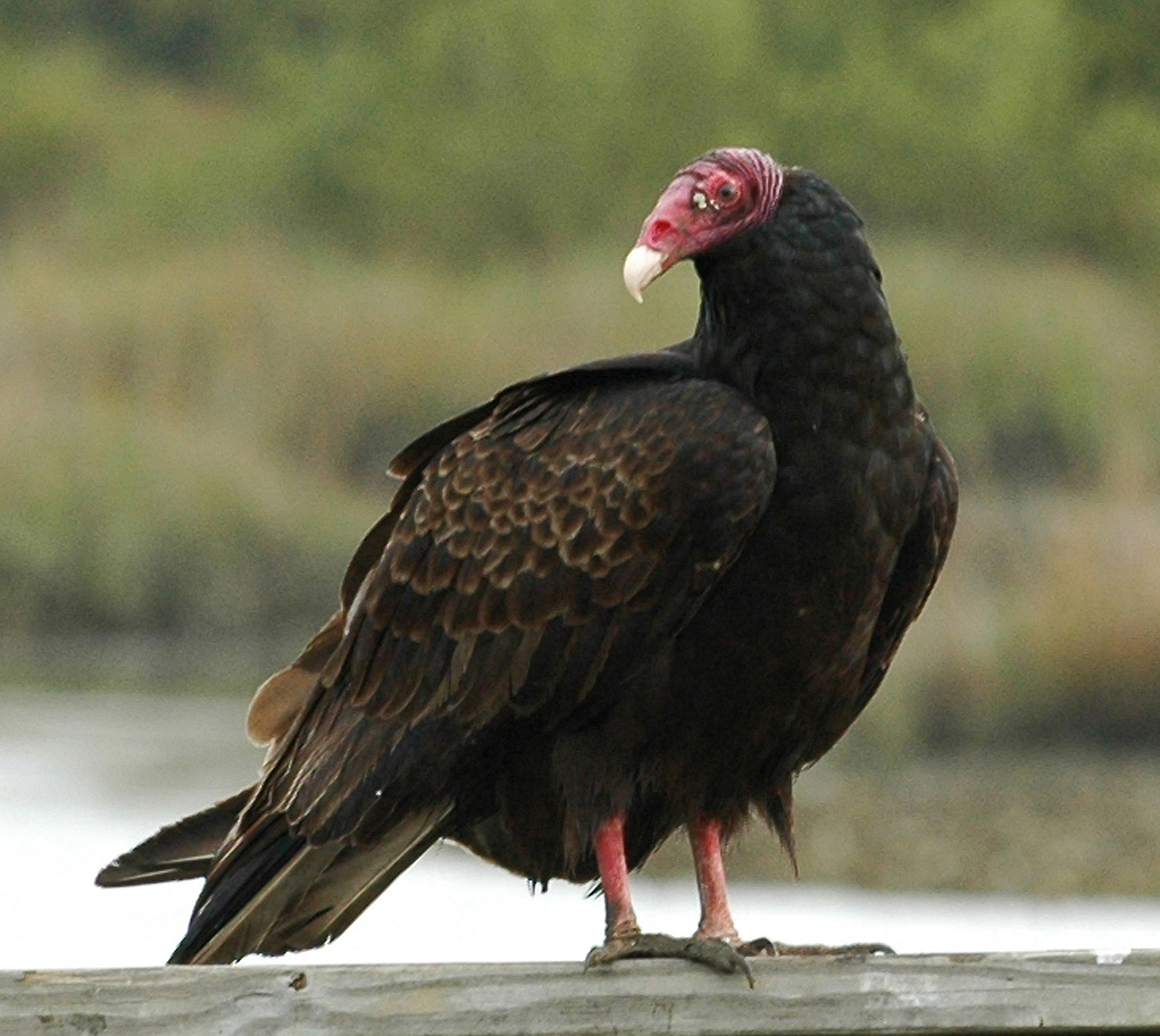 Minnesota's turkey vultures are on the move - StarTribune.com