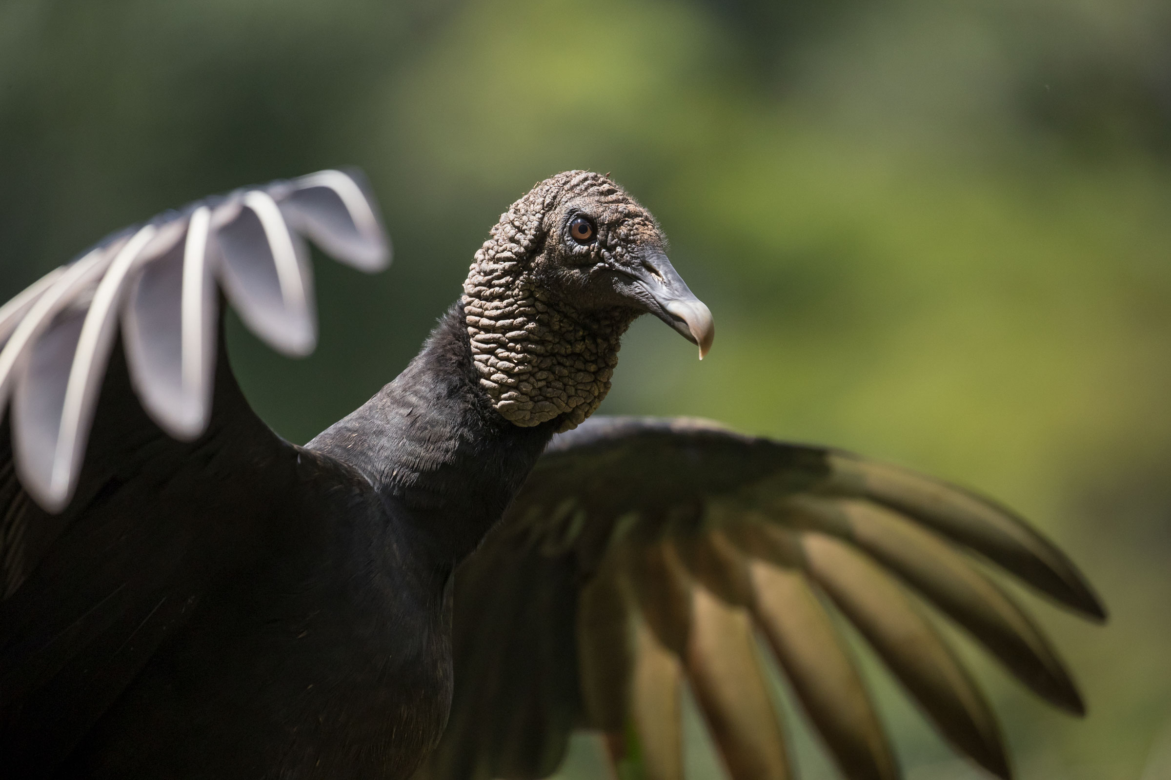 How Vultures Can Eat Rotten Meat Without Getting Sick | Audubon