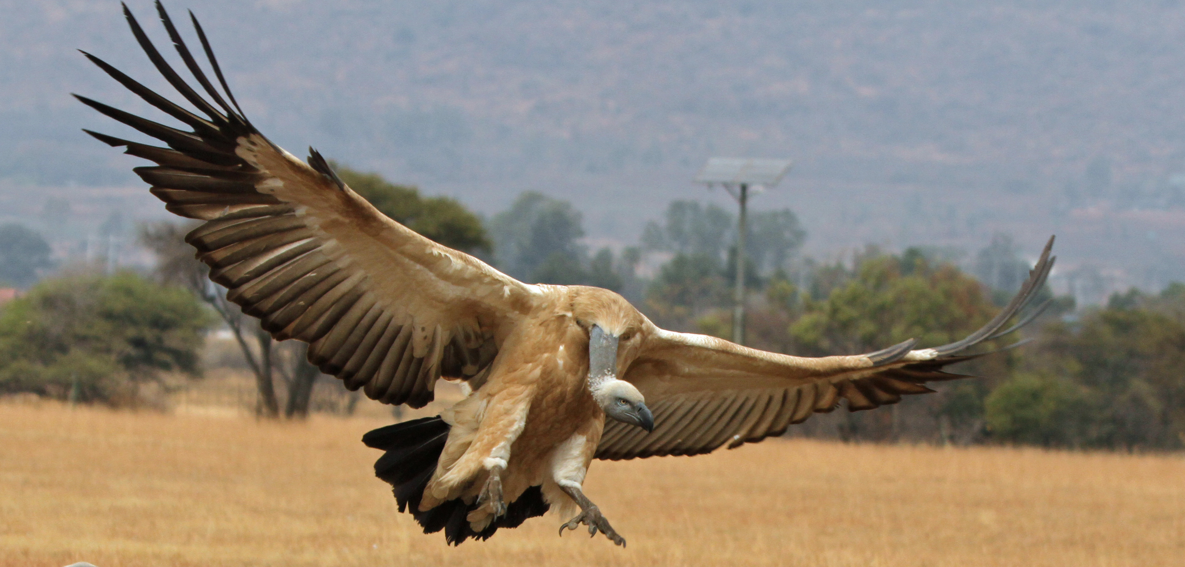 10 Cool Facts about Vultures – General Part One – VulPro Kid's Corner