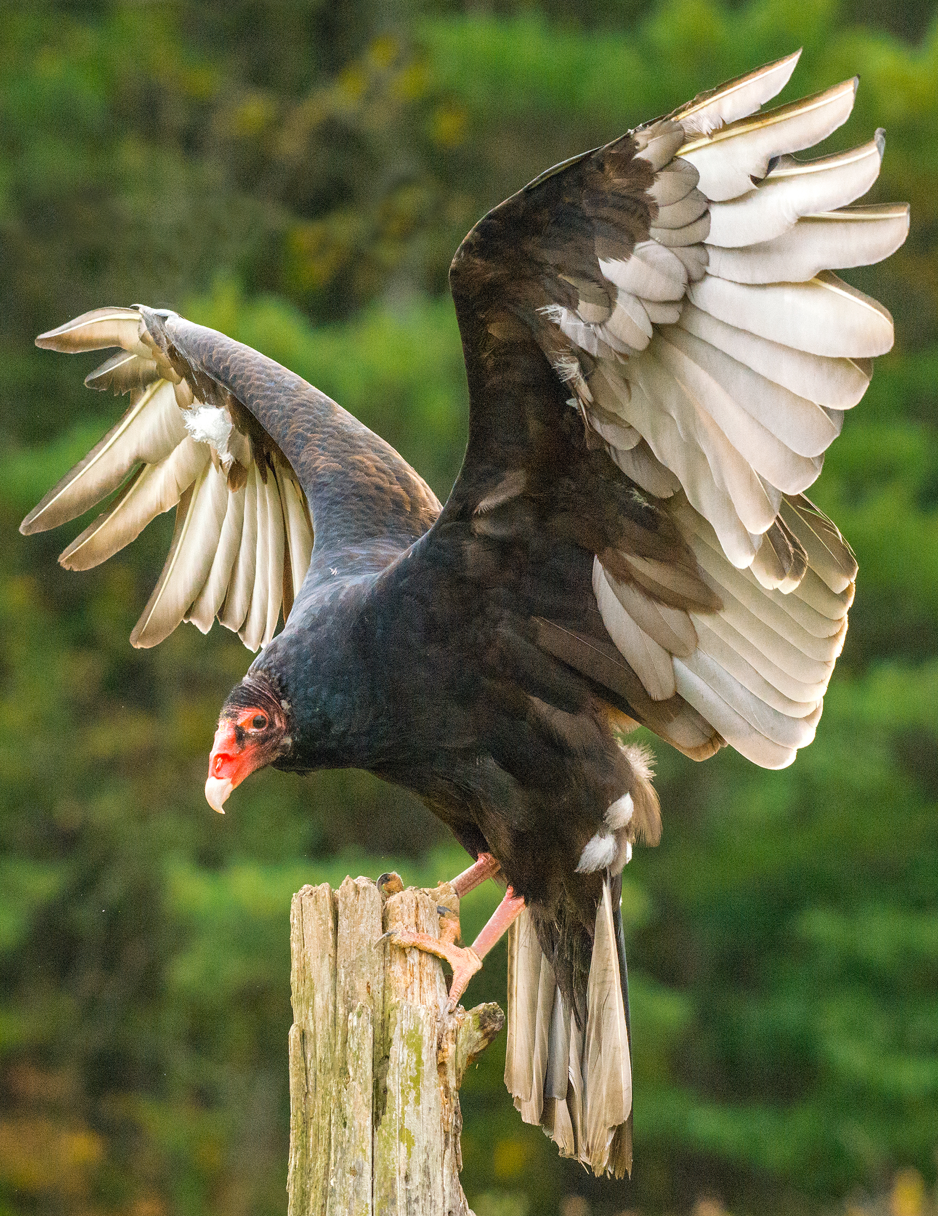 File:Eastern Turkey Vulture (Canada).jpg - Wikimedia Commons