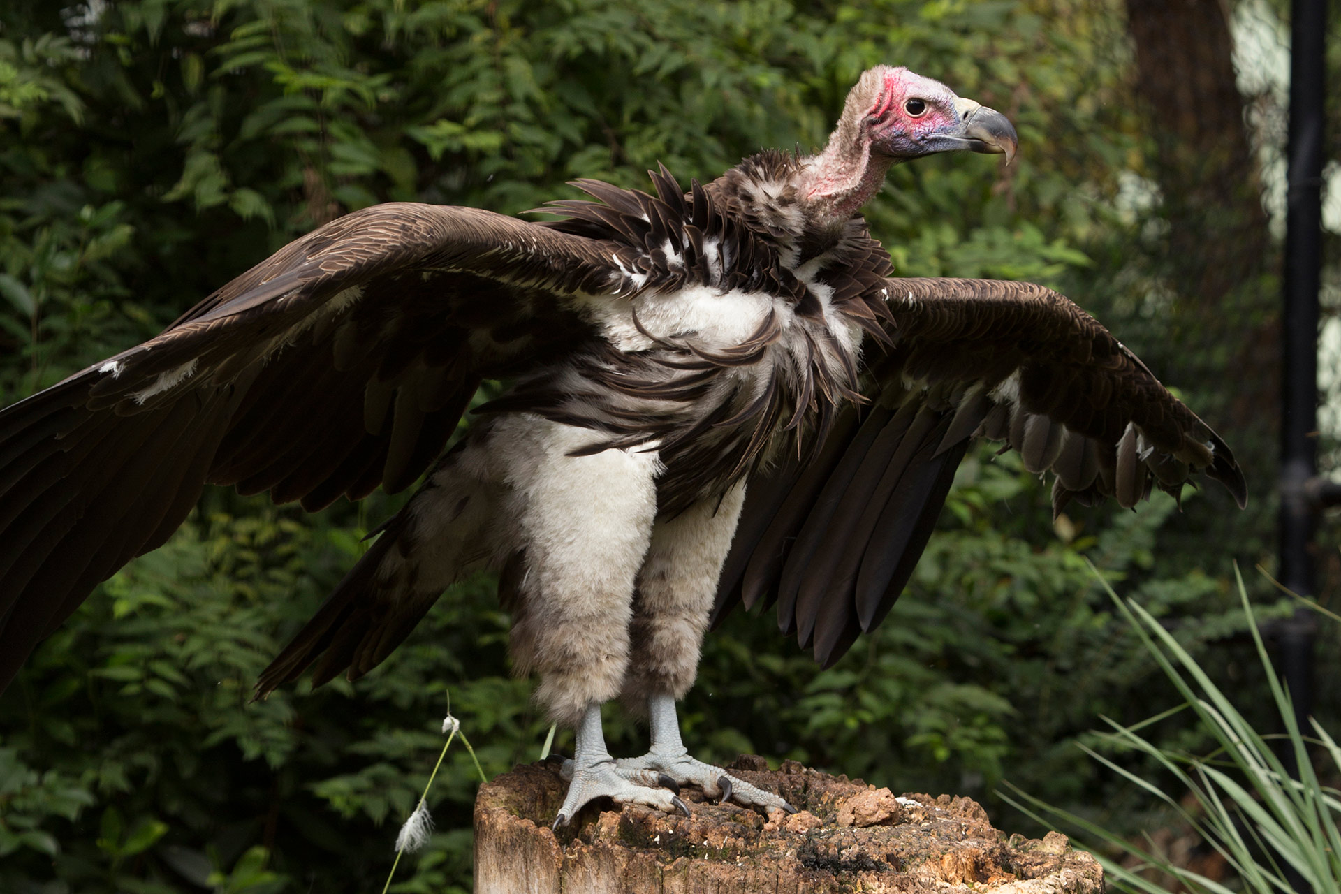 Lappet-faced Vulture - Zoo Atlanta