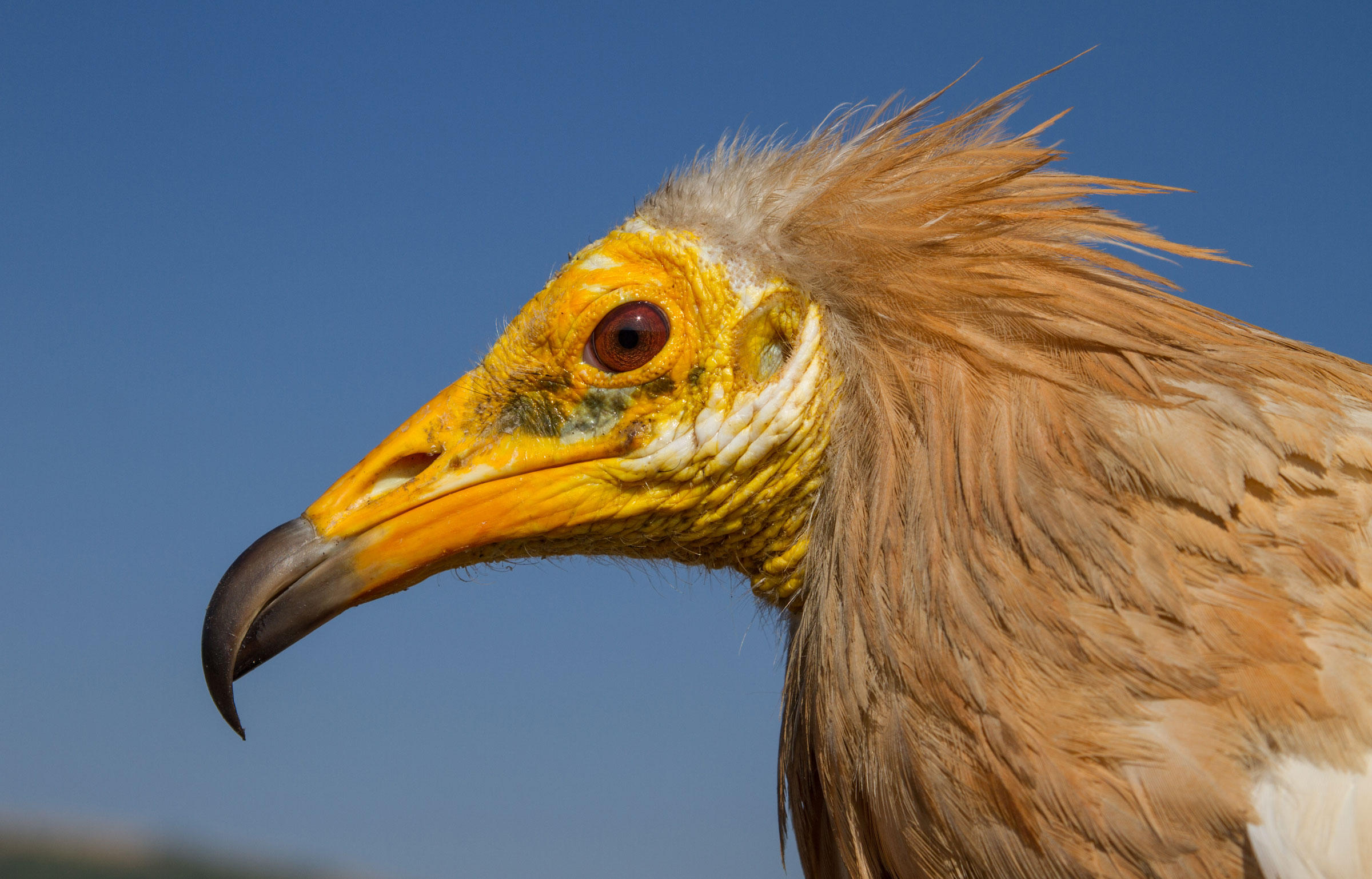 Can We Save the World's Vultures? | Audubon