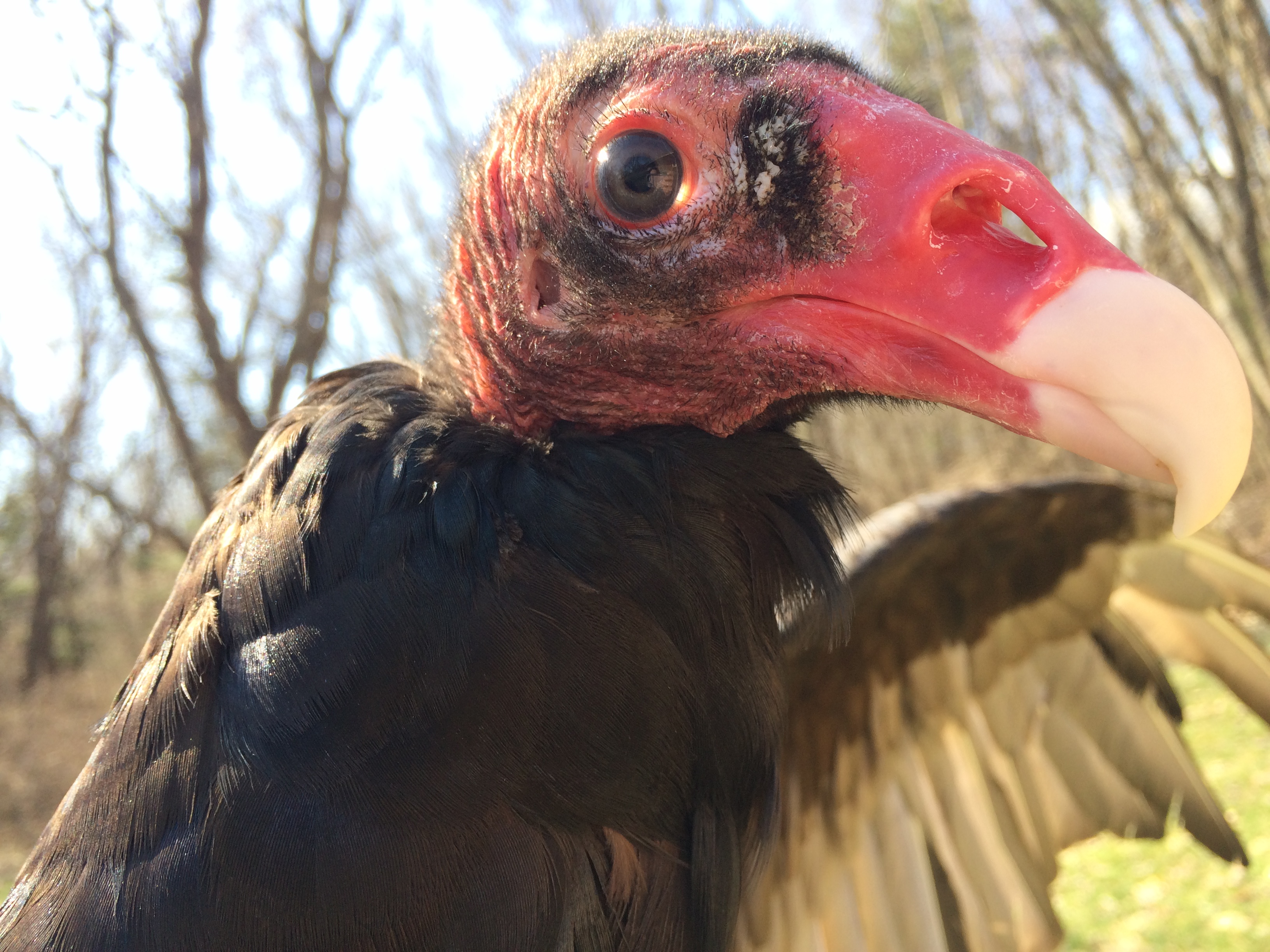 Turkey Vulture – Sarett Nature Center