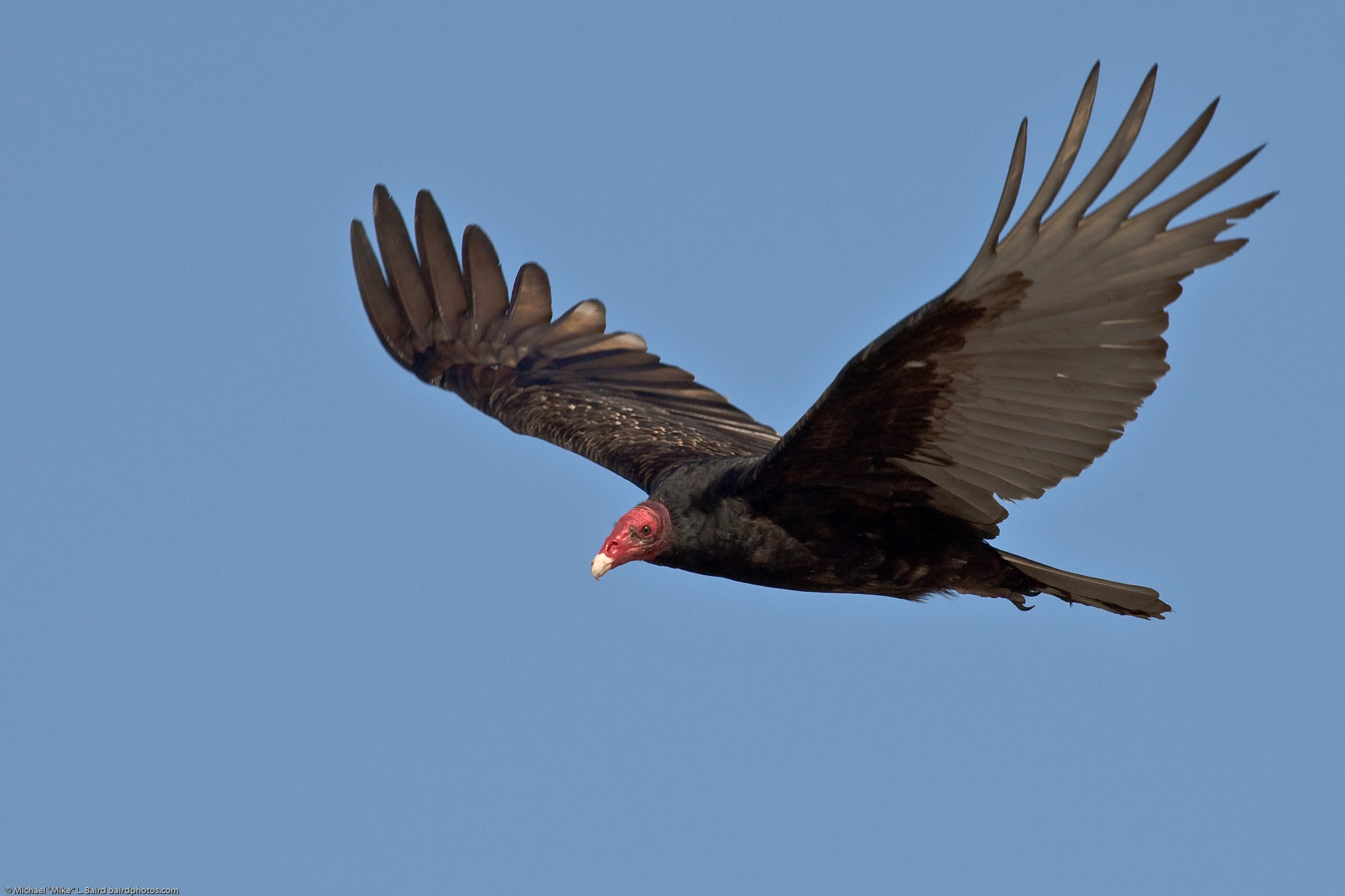Turkey Vultures on the Move | BirdNote