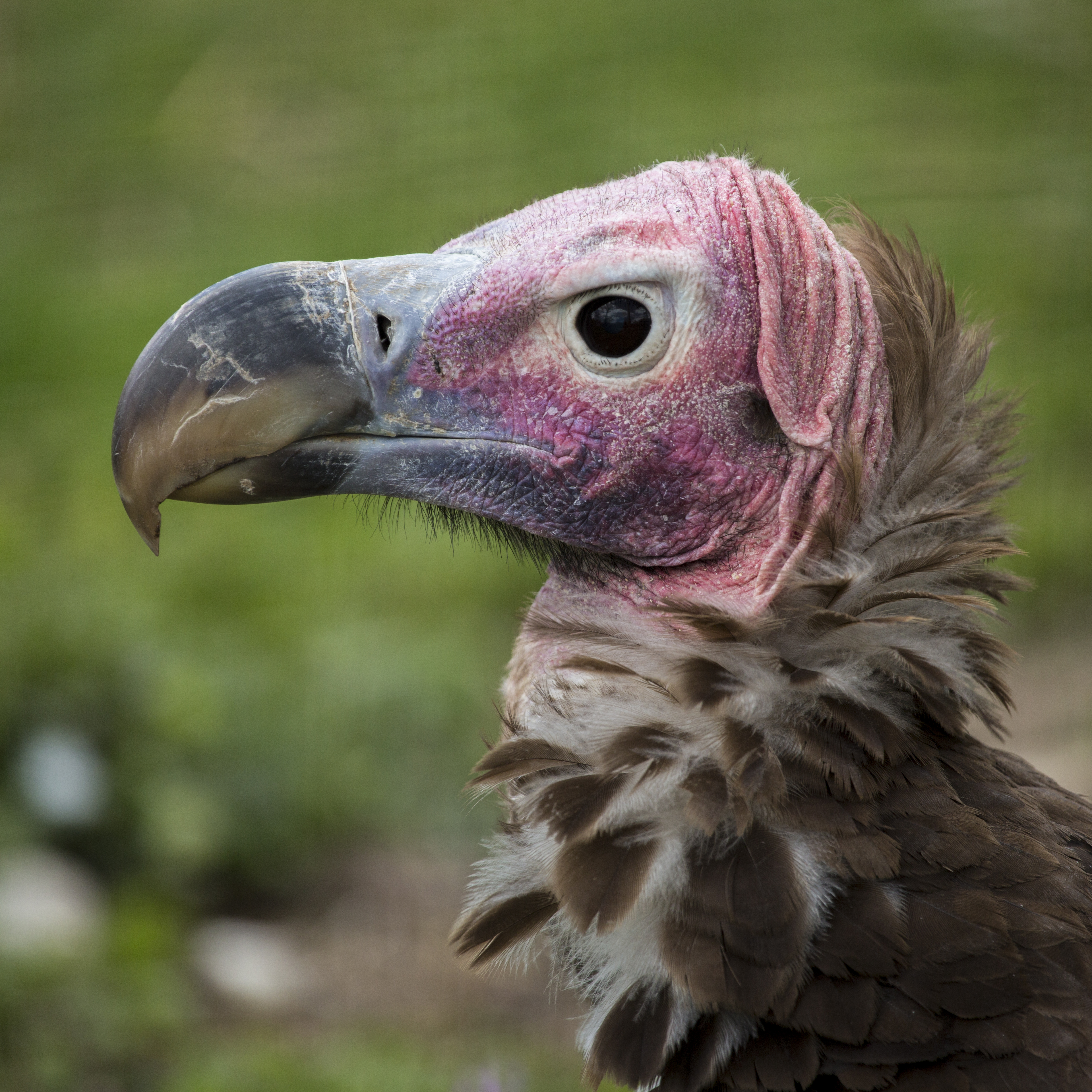 KCZoo Lappet Faced Vulture | Kansas City Zoo