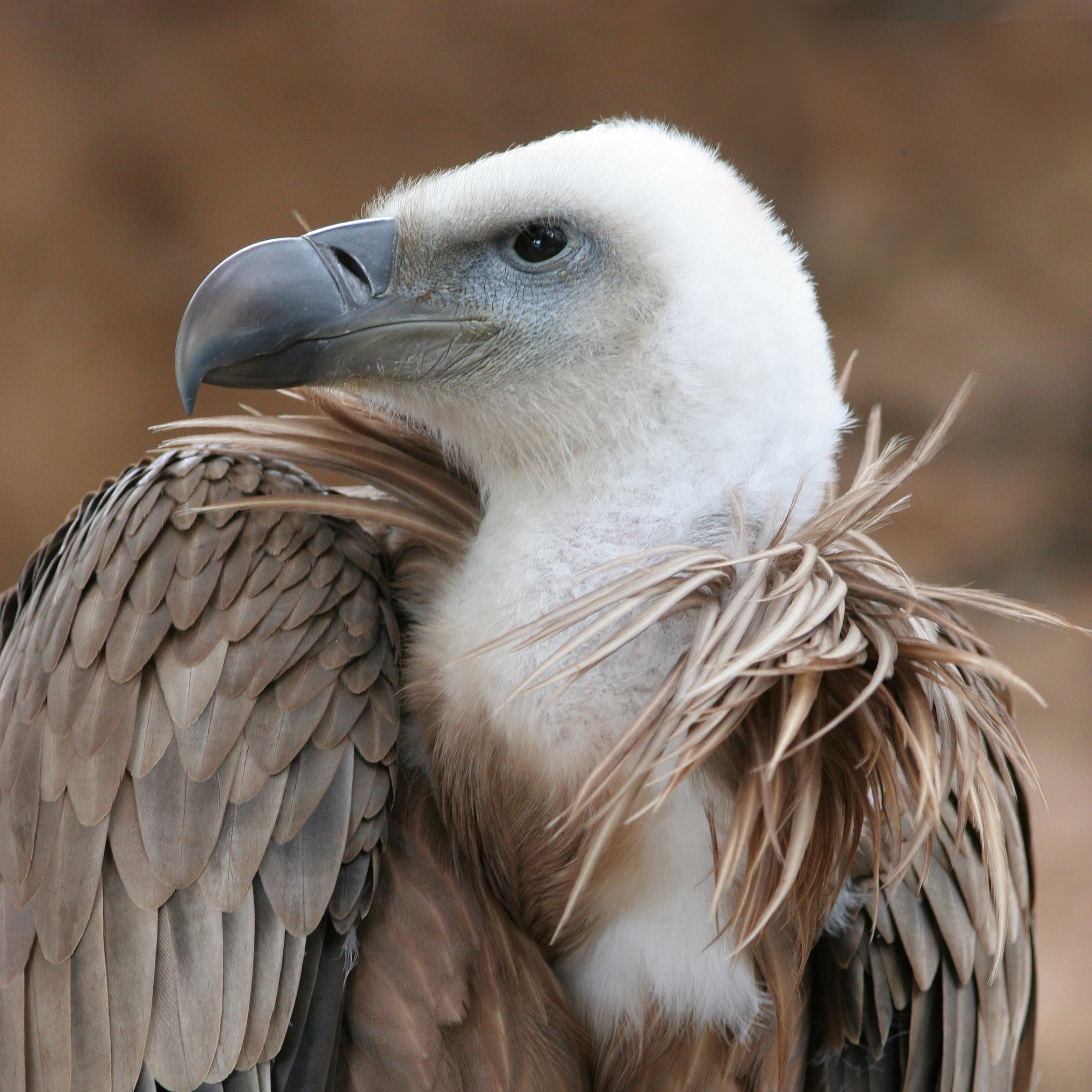 TOM CLARK: Samuel Johnson: The Vulture