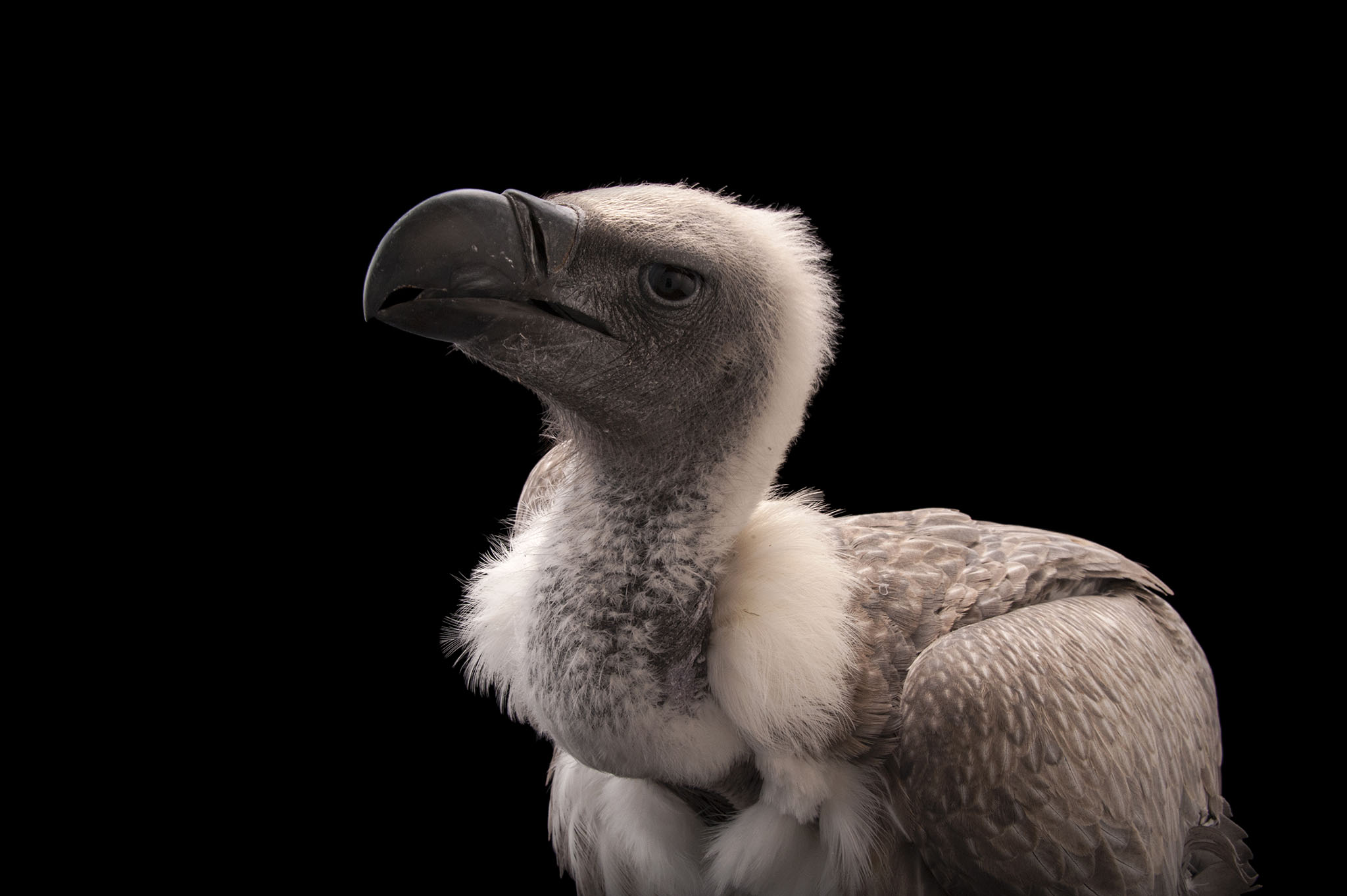 This Vulture Flew 1,000 Miles in Record-Breaking Flight Across Africa