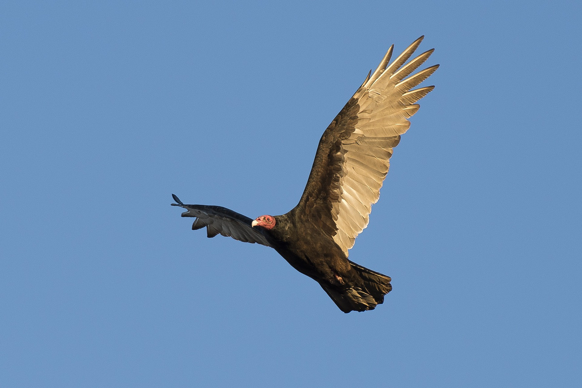 Turkey Vulture Symbolic Meaning – Whispers, Channels, Prophecies ...