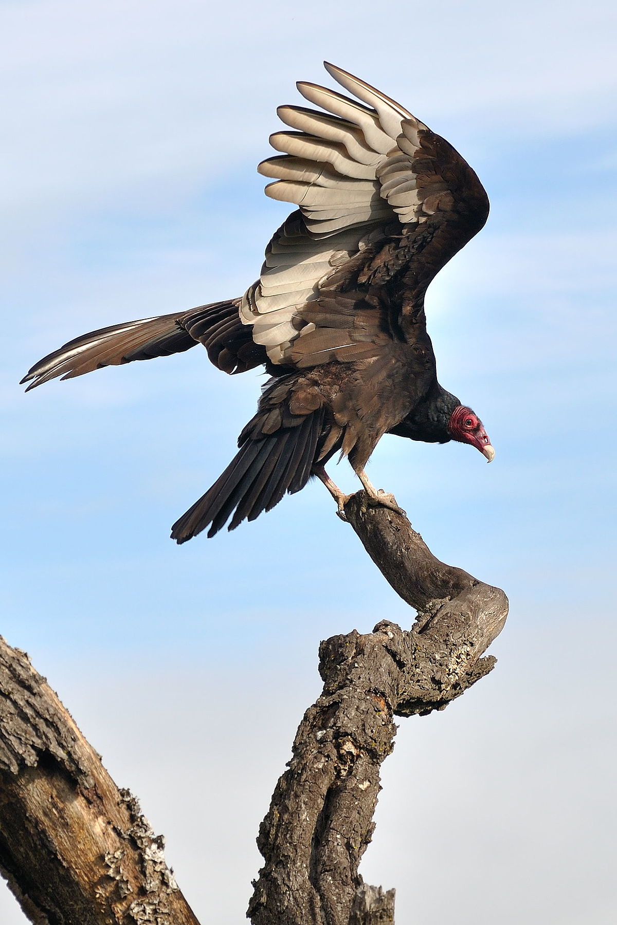 Turkey vulture - Wikipedia
