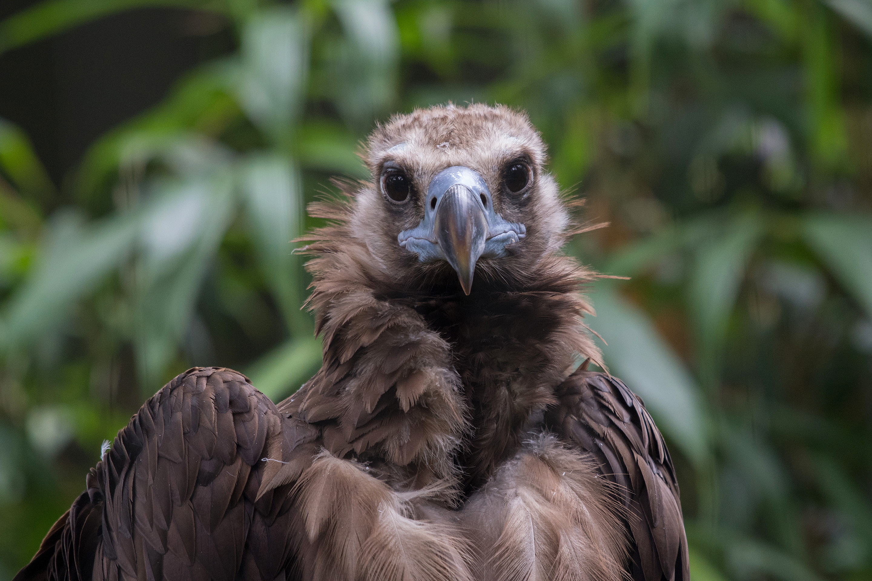 It's International Vulture Awareness Day | Wild View