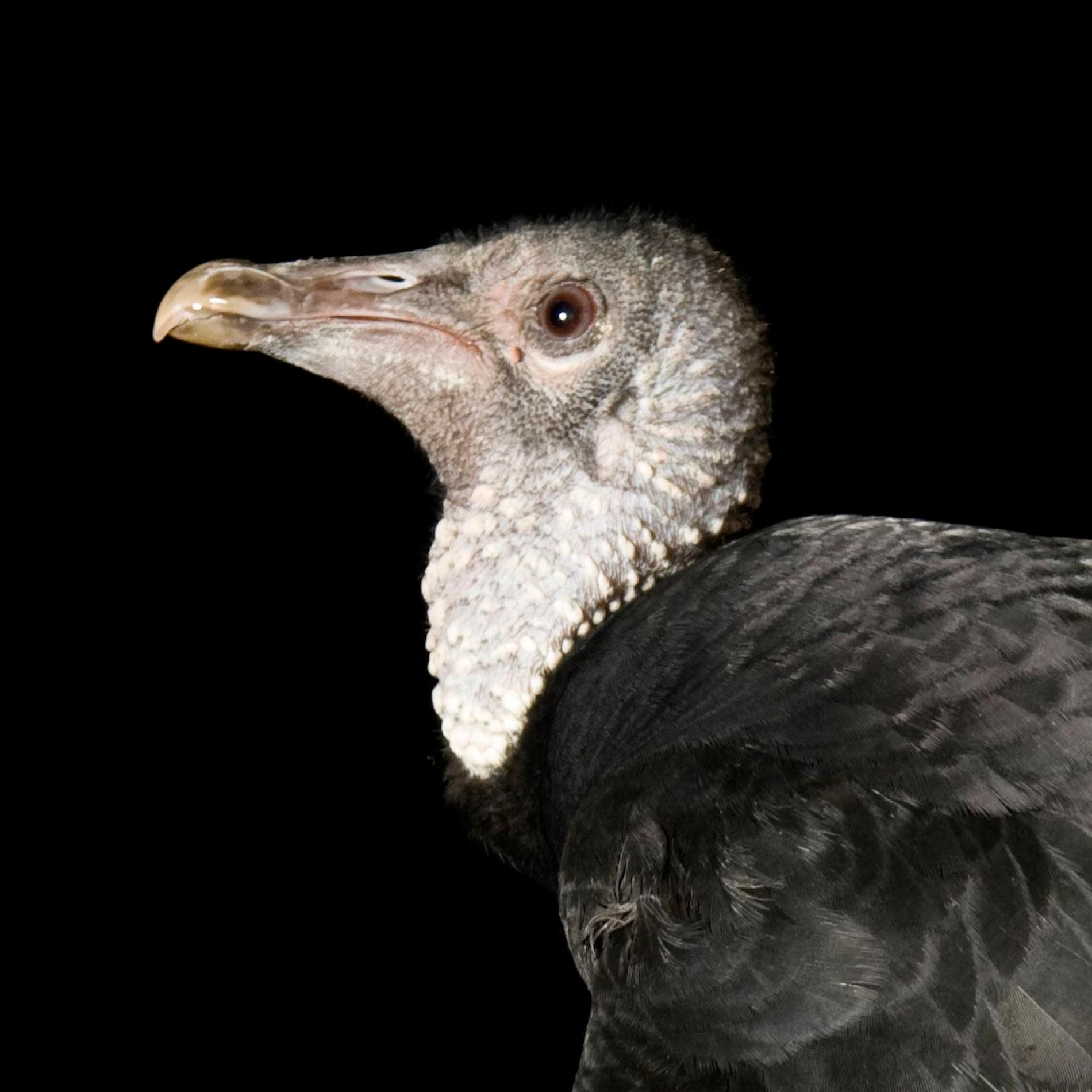 Black Vulture | National Geographic