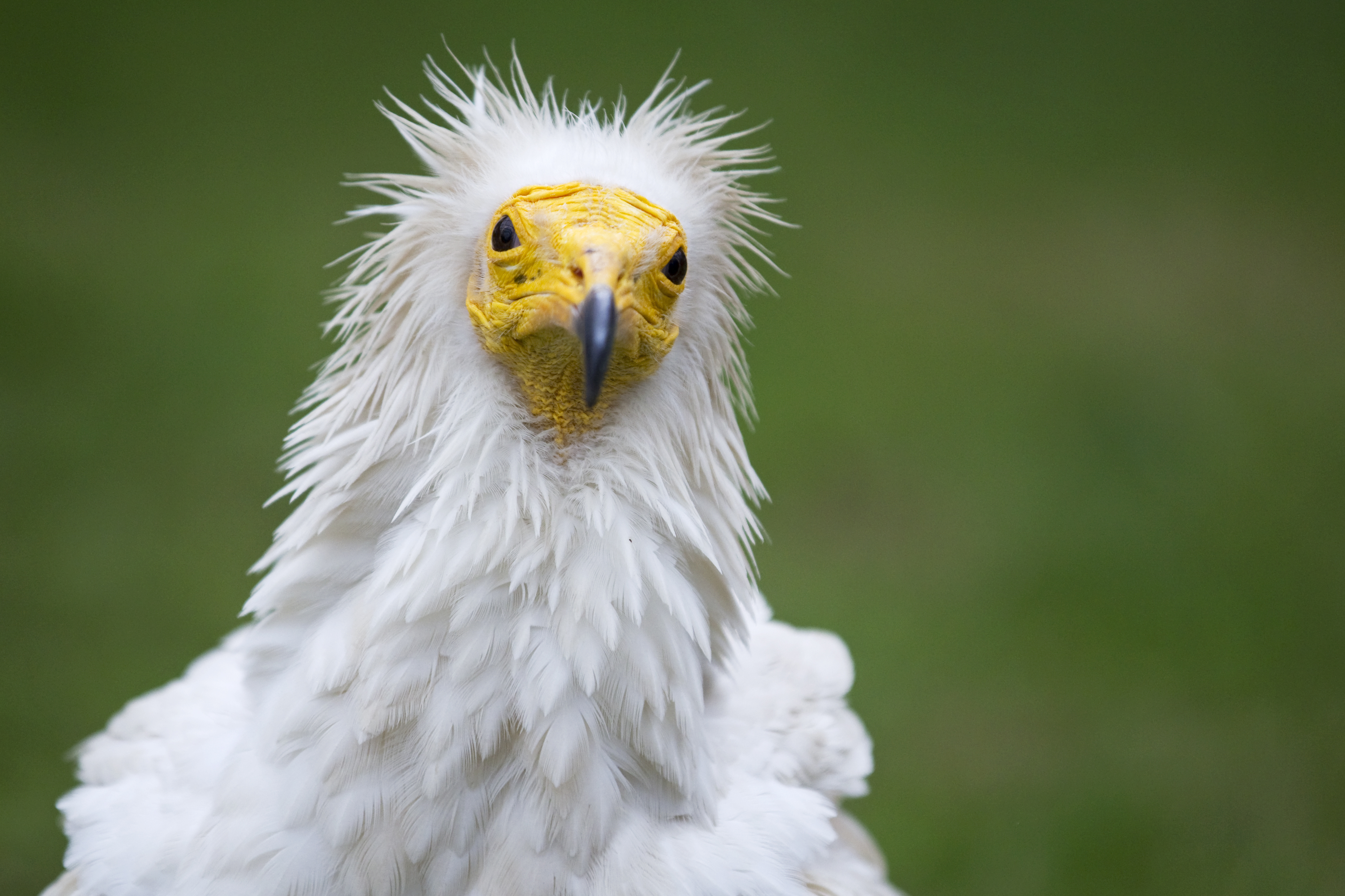 Egyptian Vulture Conservation